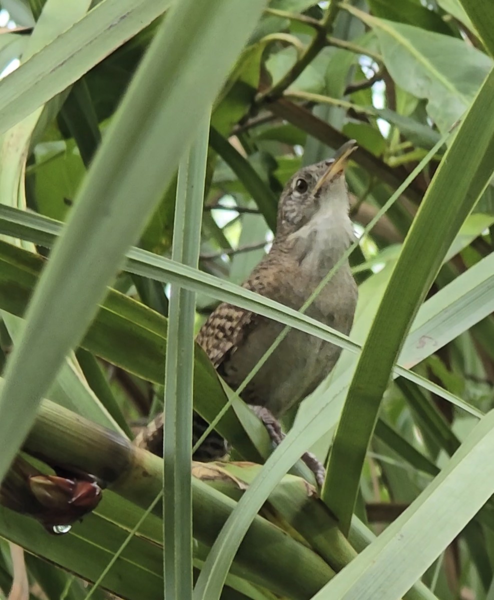 Zapata Wren - ML622180373