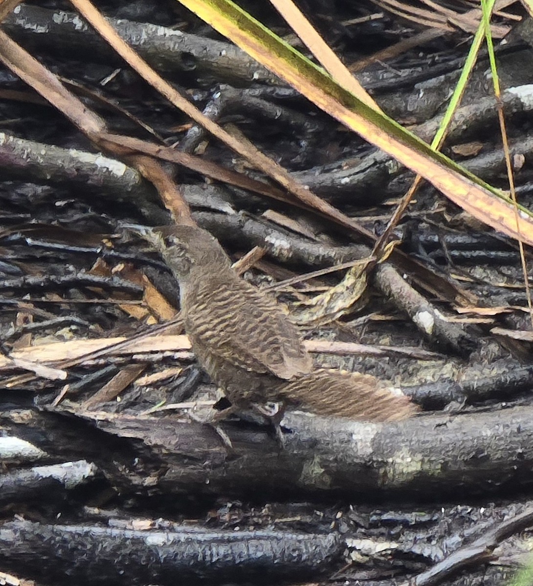 Zapata Wren - ML622180374