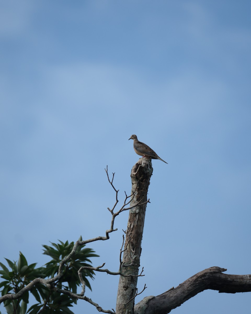 Mourning Dove - ML622180382