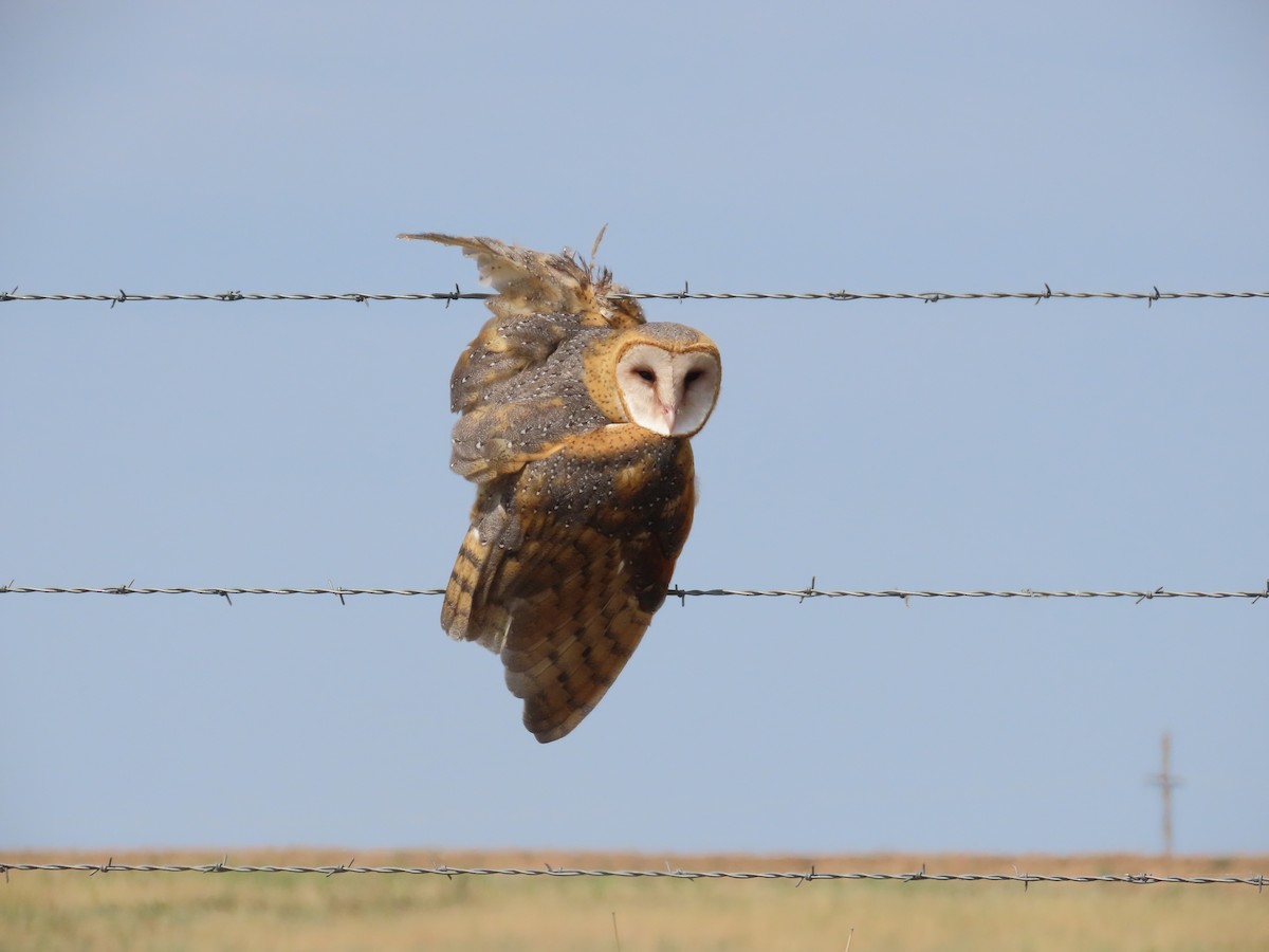 Barn Owl - ML622180418