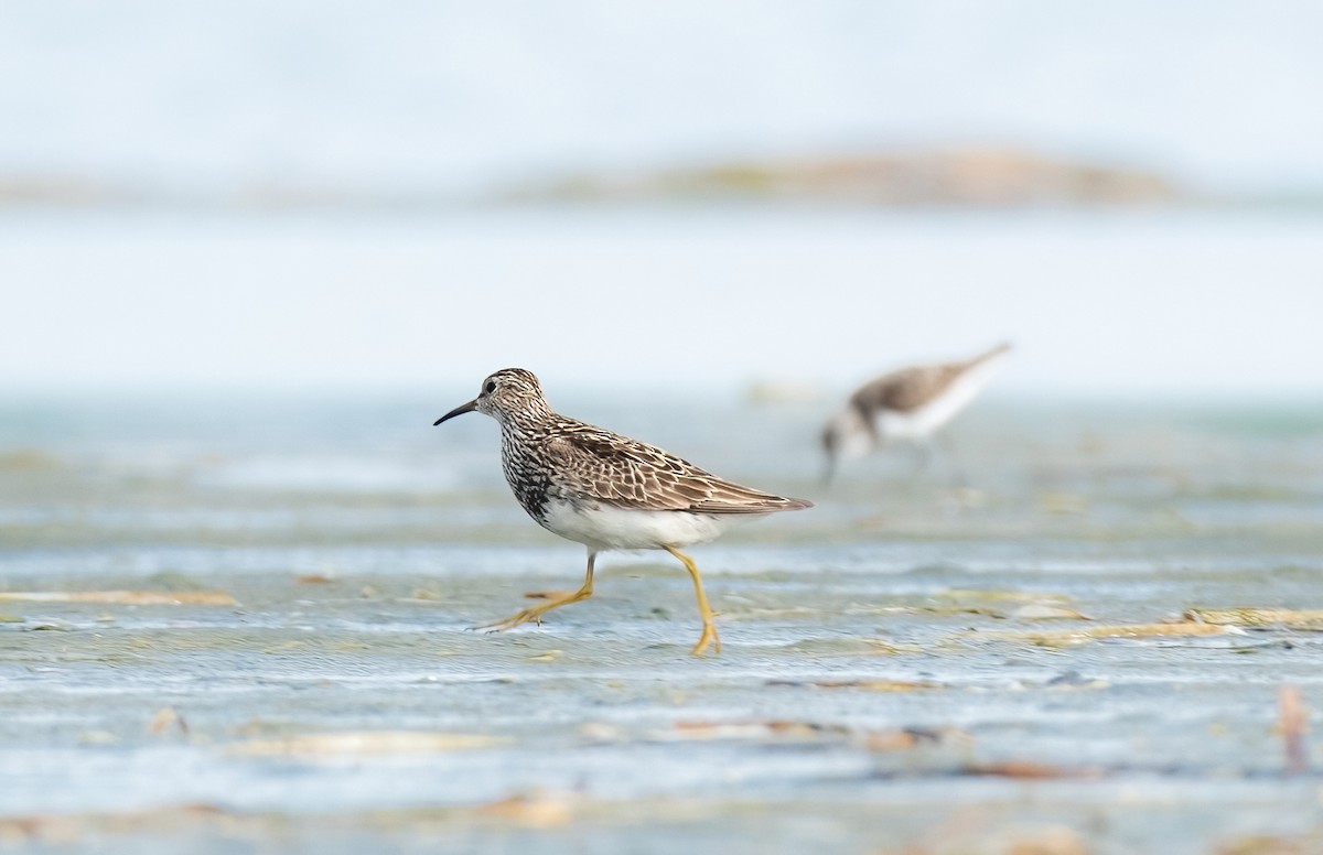 Pectoral Sandpiper - ML622180421