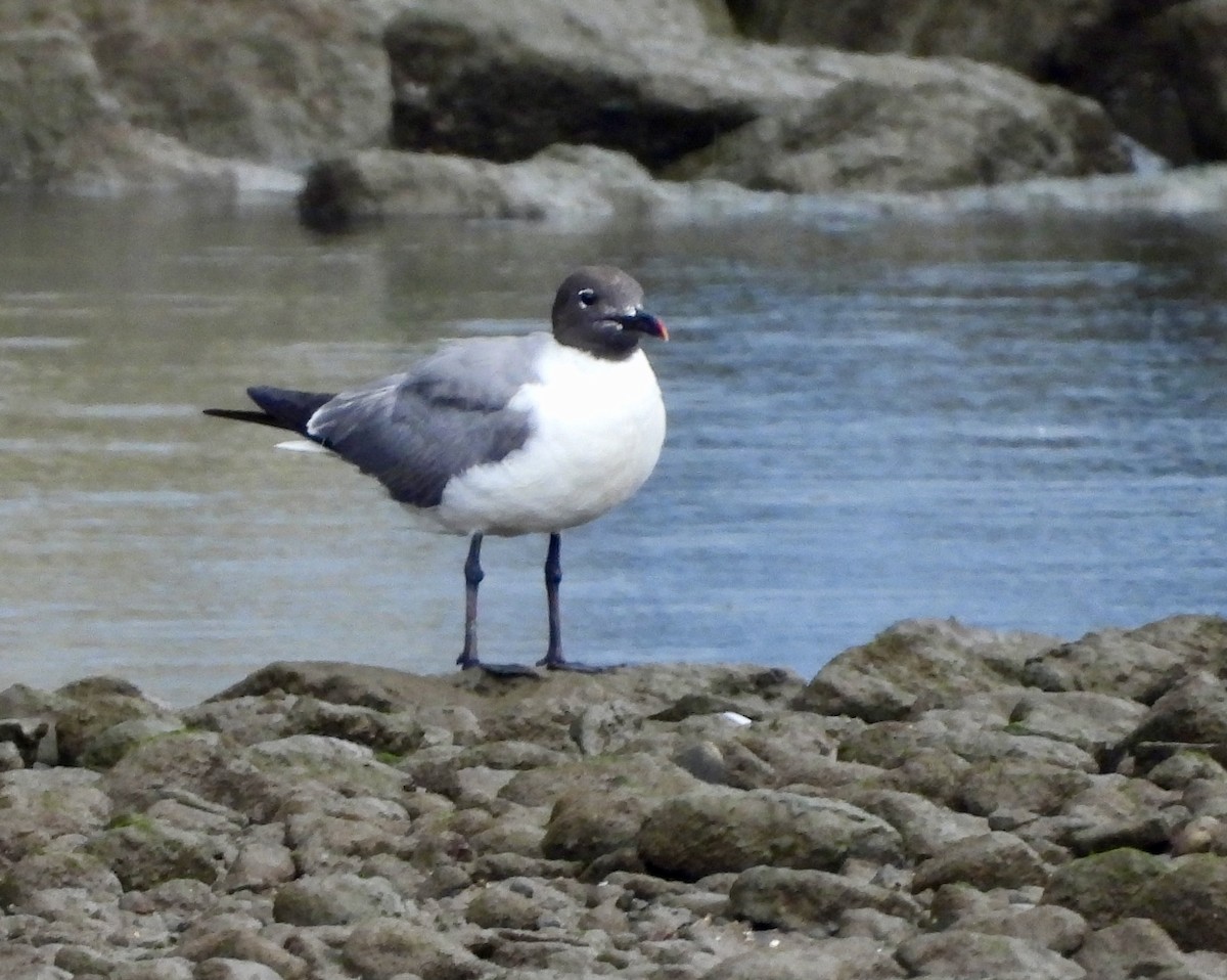 Laughing Gull - ML622180422