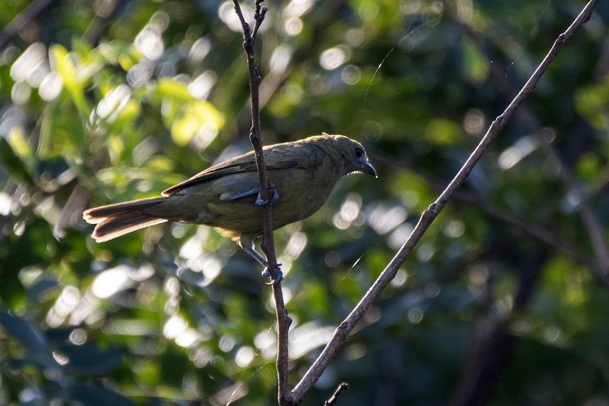 Palm Tanager - ML622180423