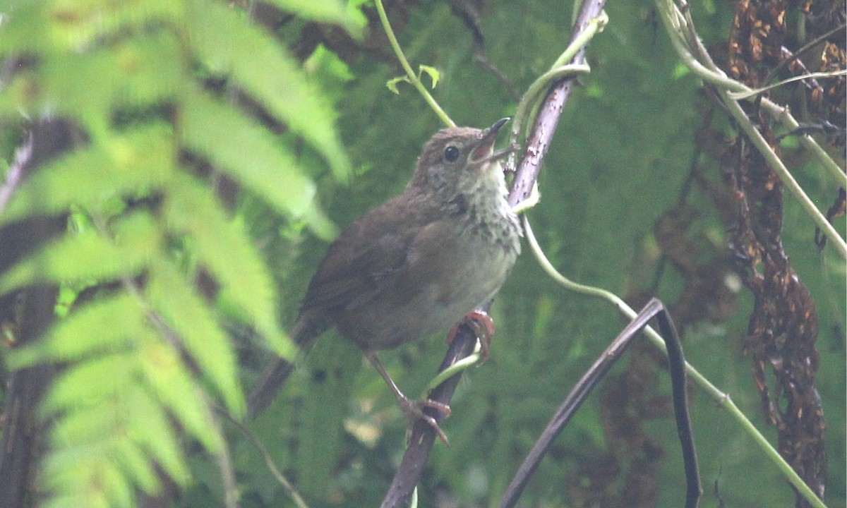 Javan Bush Warbler (Javan) - ML622180424