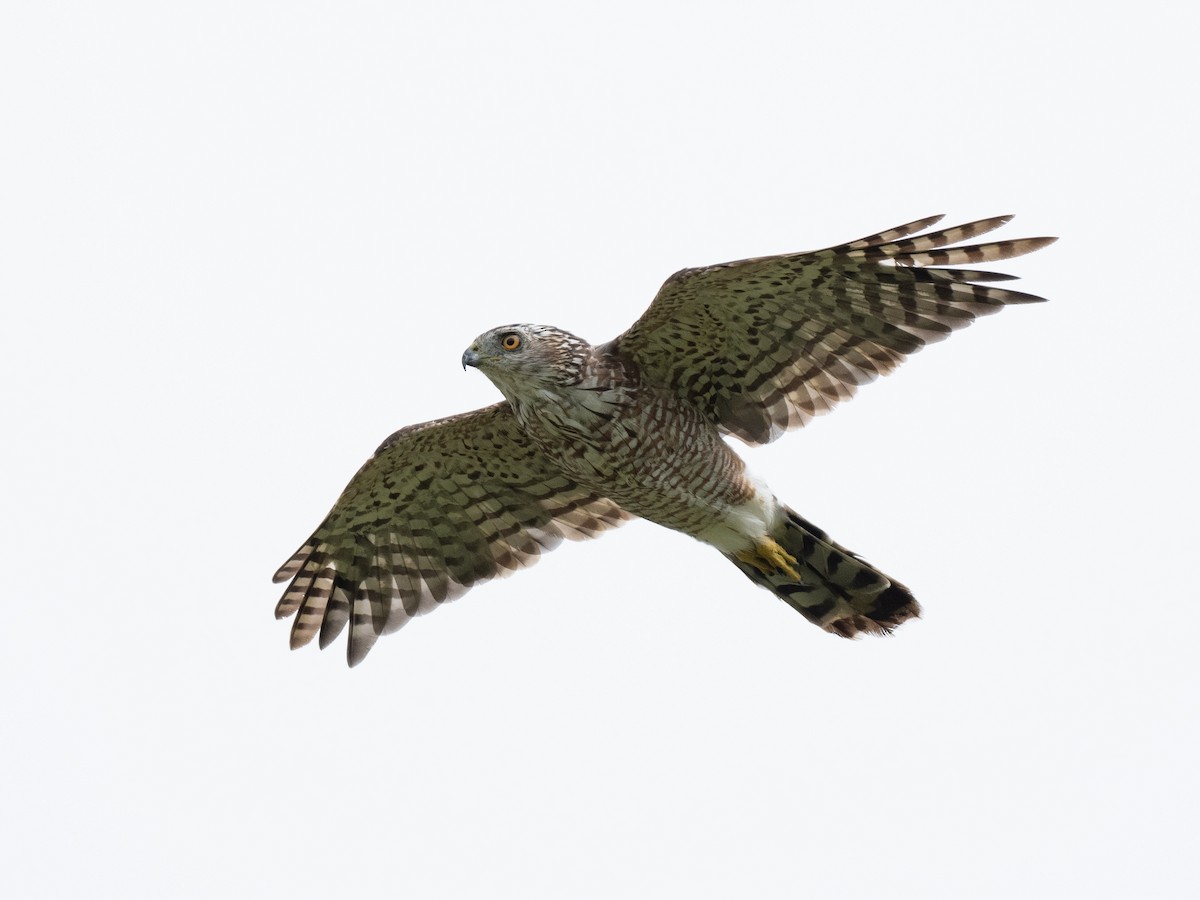 Cooper's Hawk - ML622180425