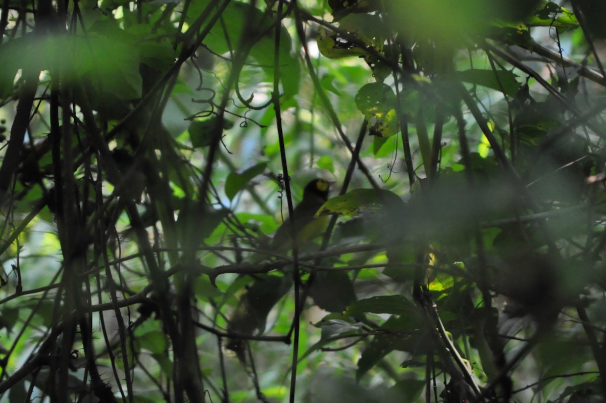 Hooded Warbler - Michael Herrington