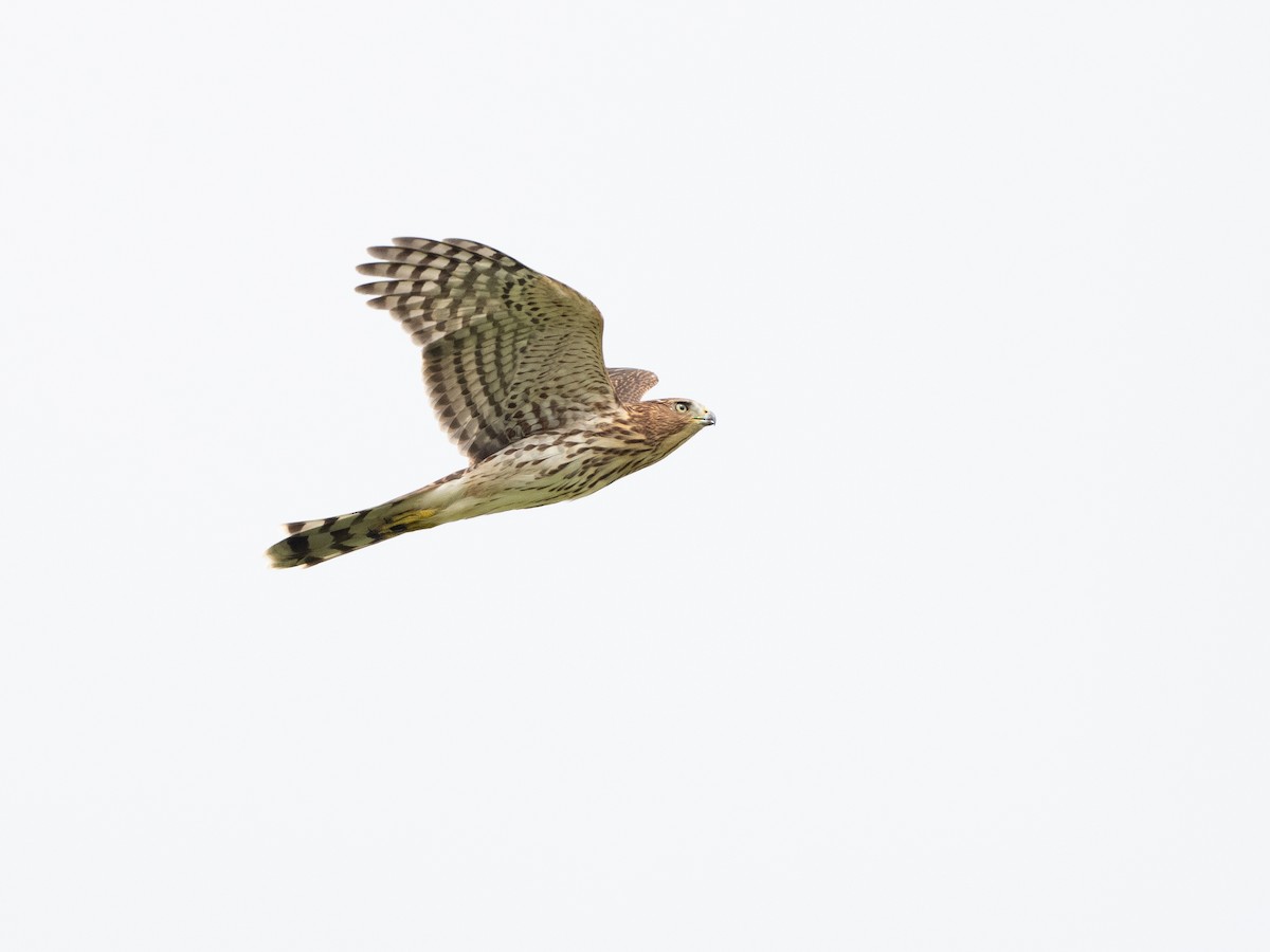 Cooper's Hawk - ML622180427