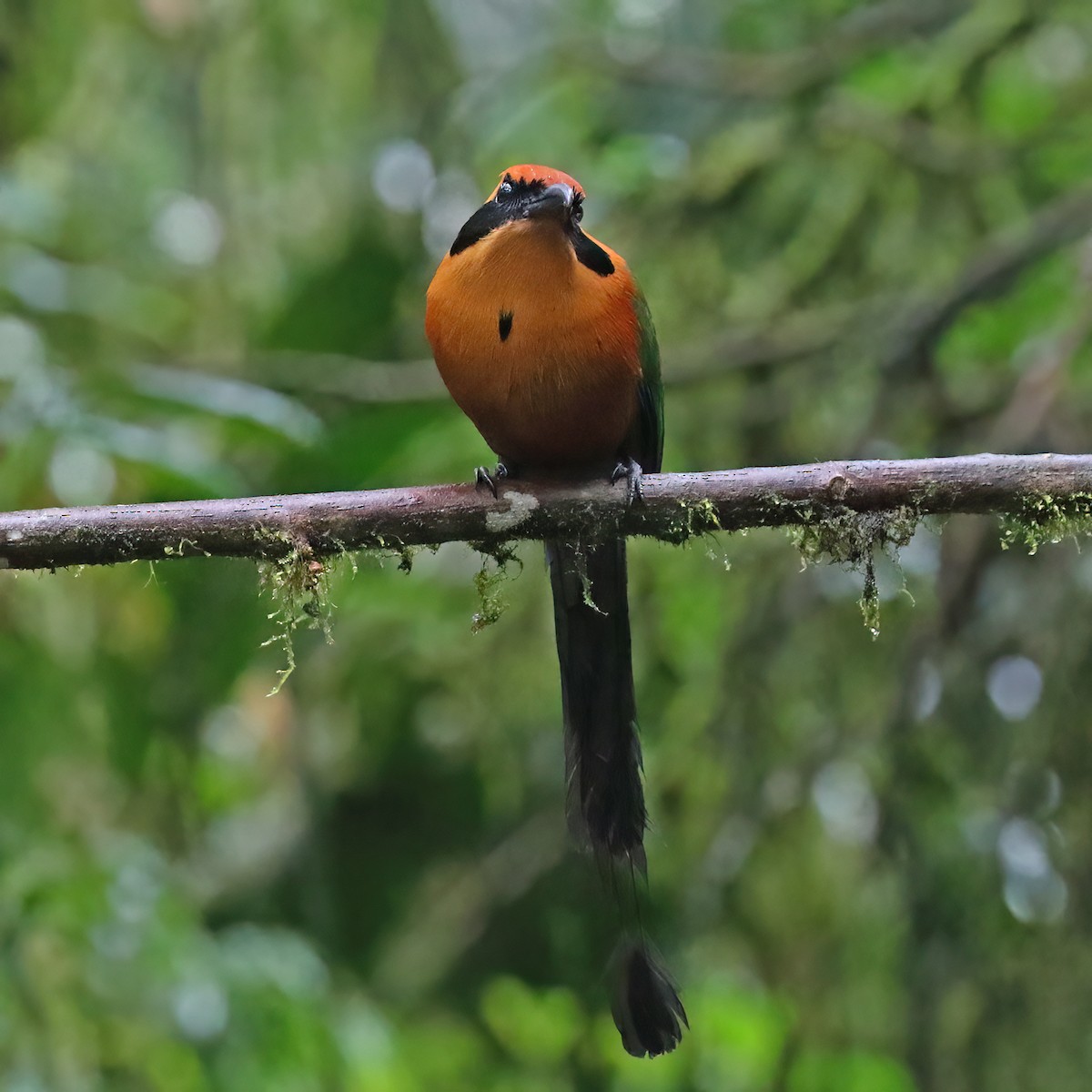 Rufous Motmot - ML622180428