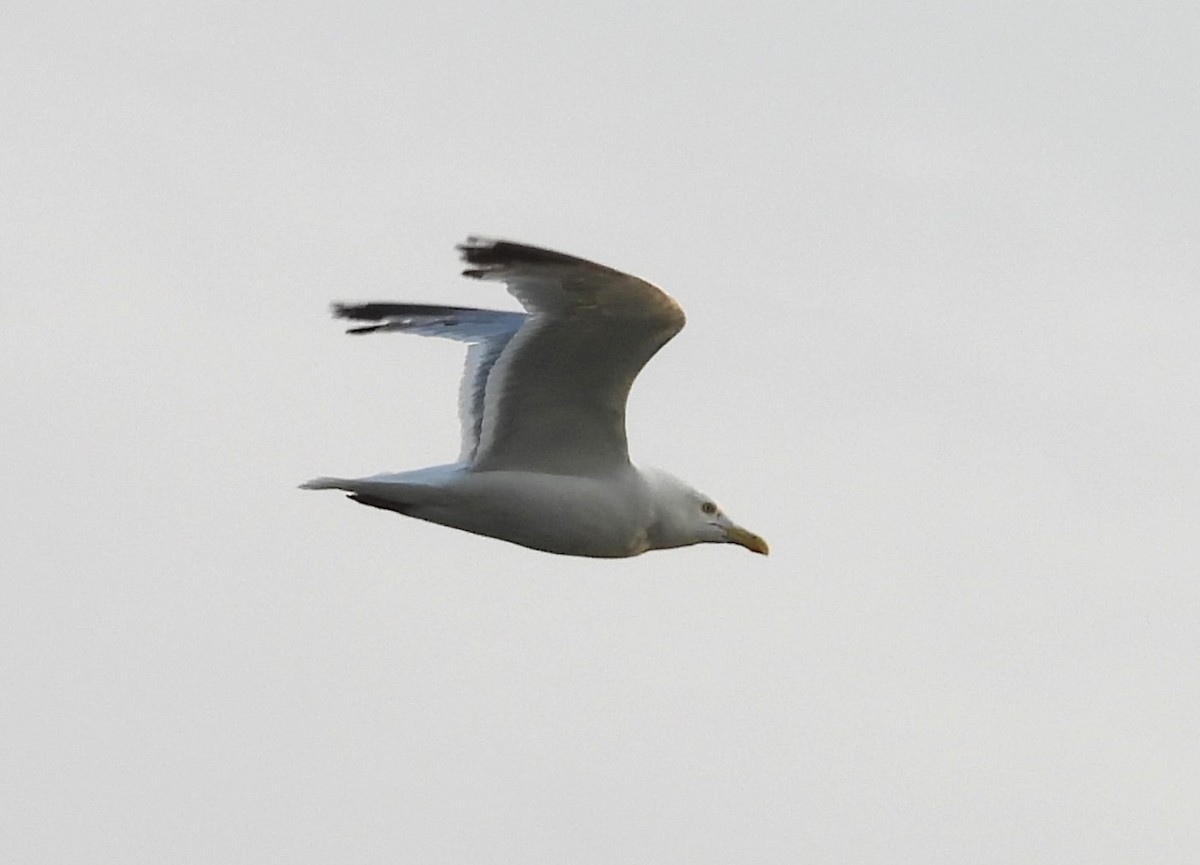 Herring Gull - ML622180429