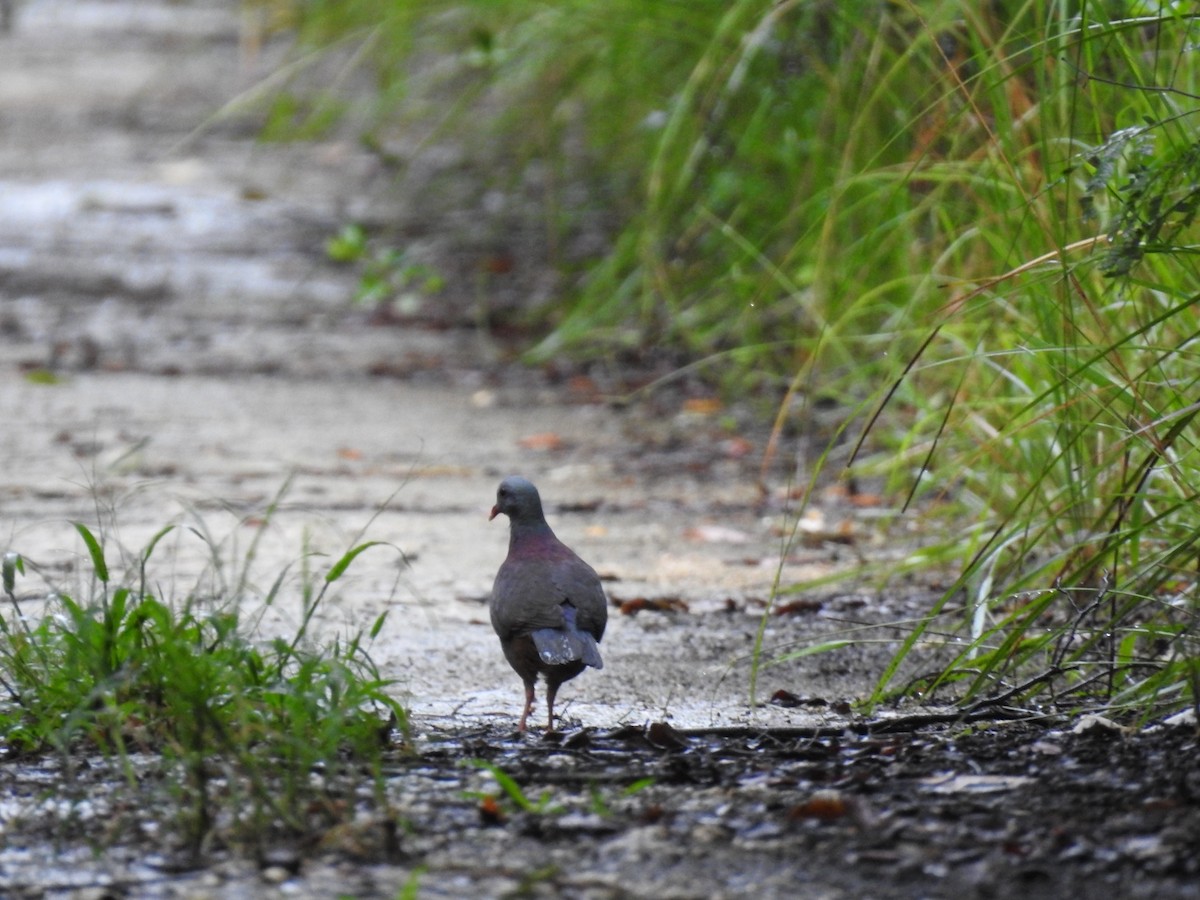 Gray-fronted Quail-Dove - ML622180430