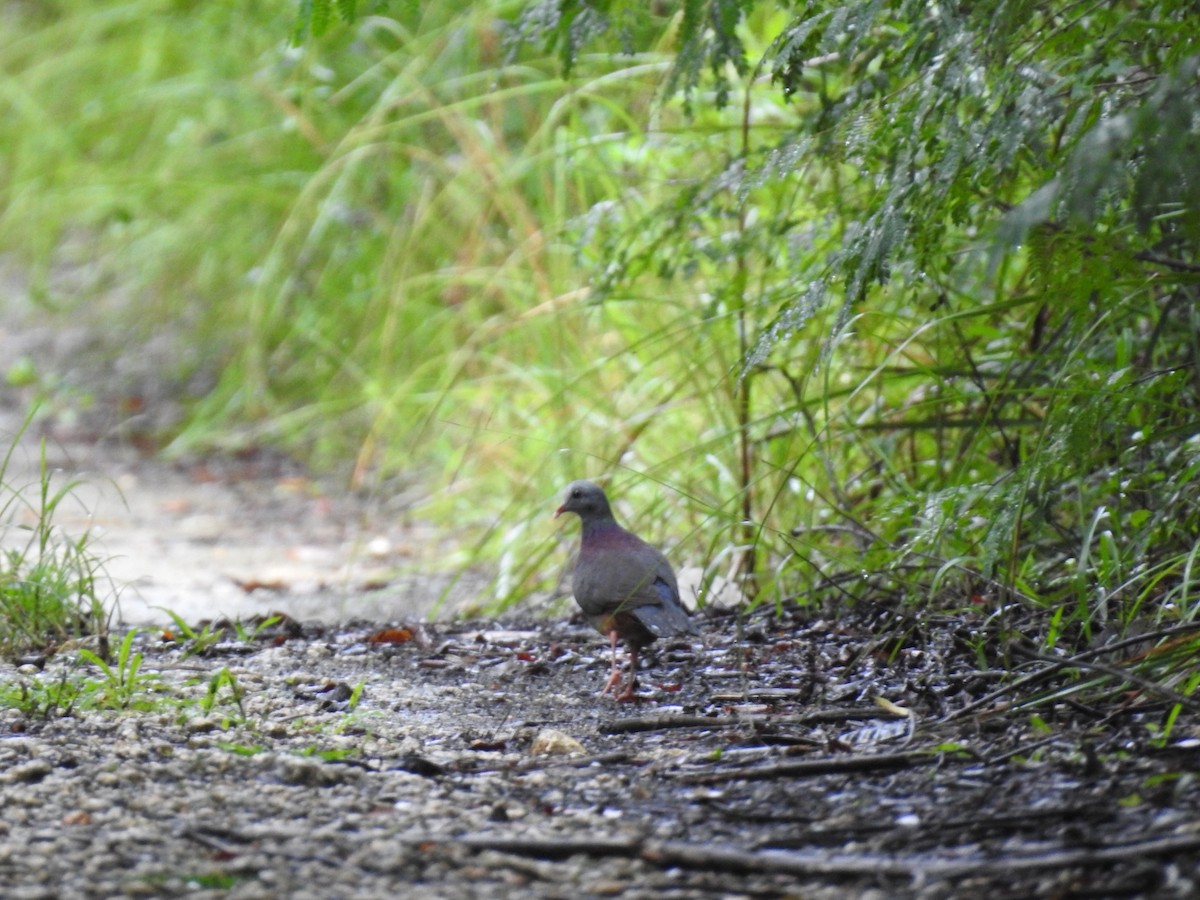 Gray-fronted Quail-Dove - ML622180431