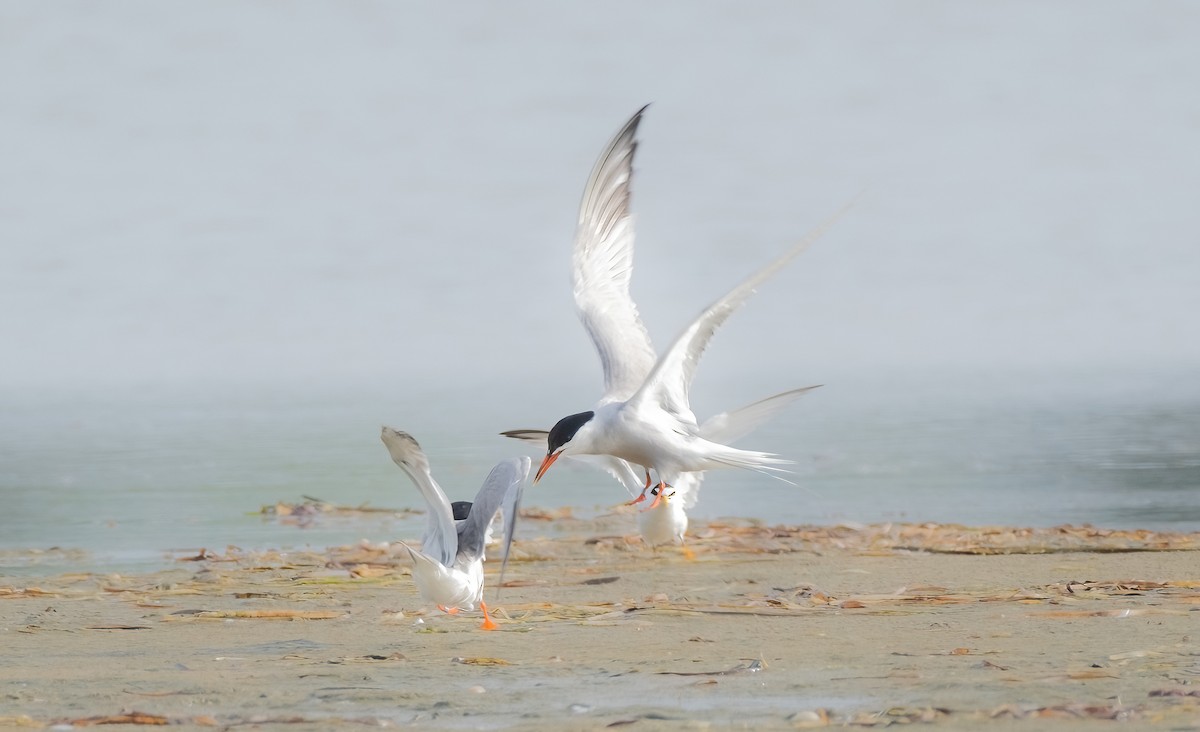 Common Tern - ML622180433