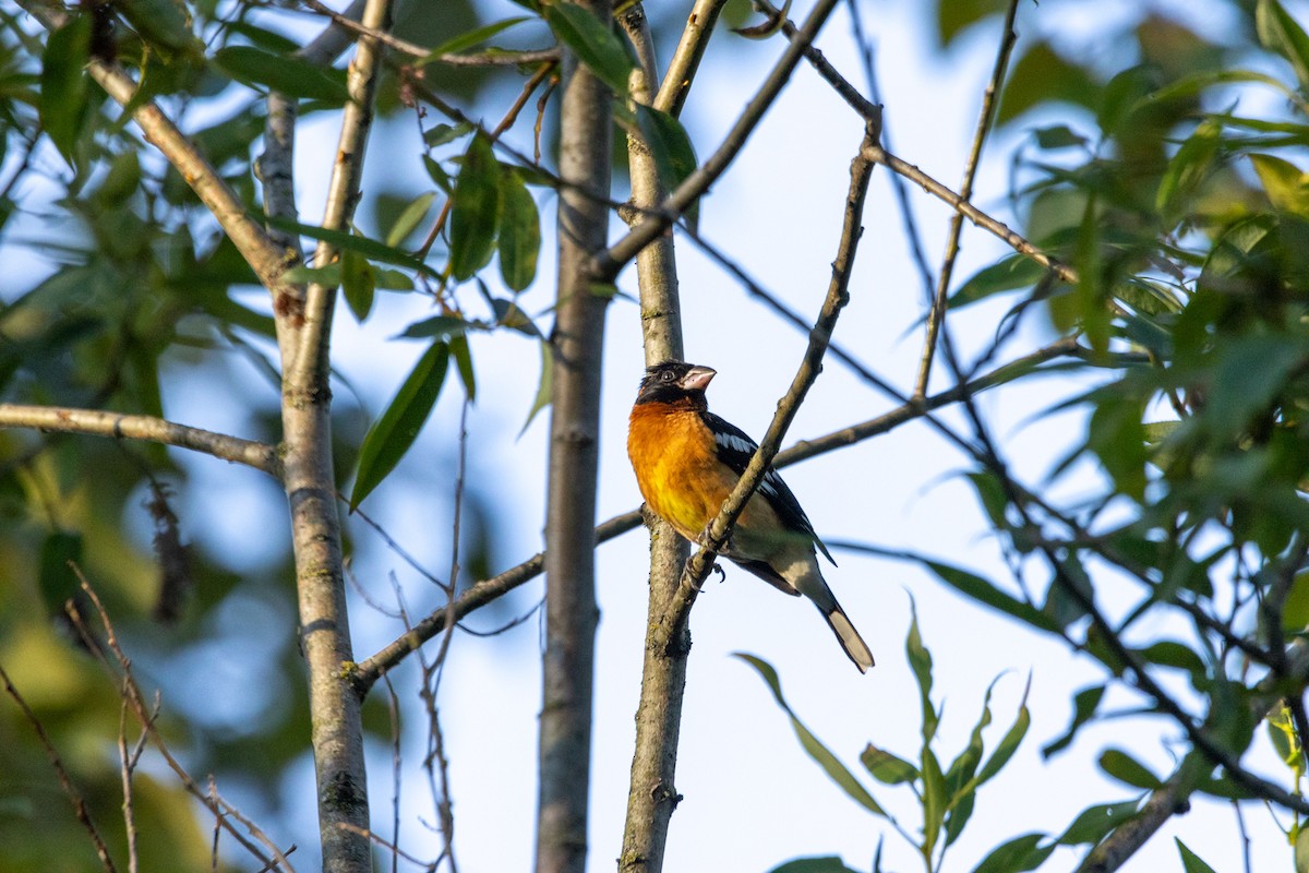 Black-headed Grosbeak - ML622180434