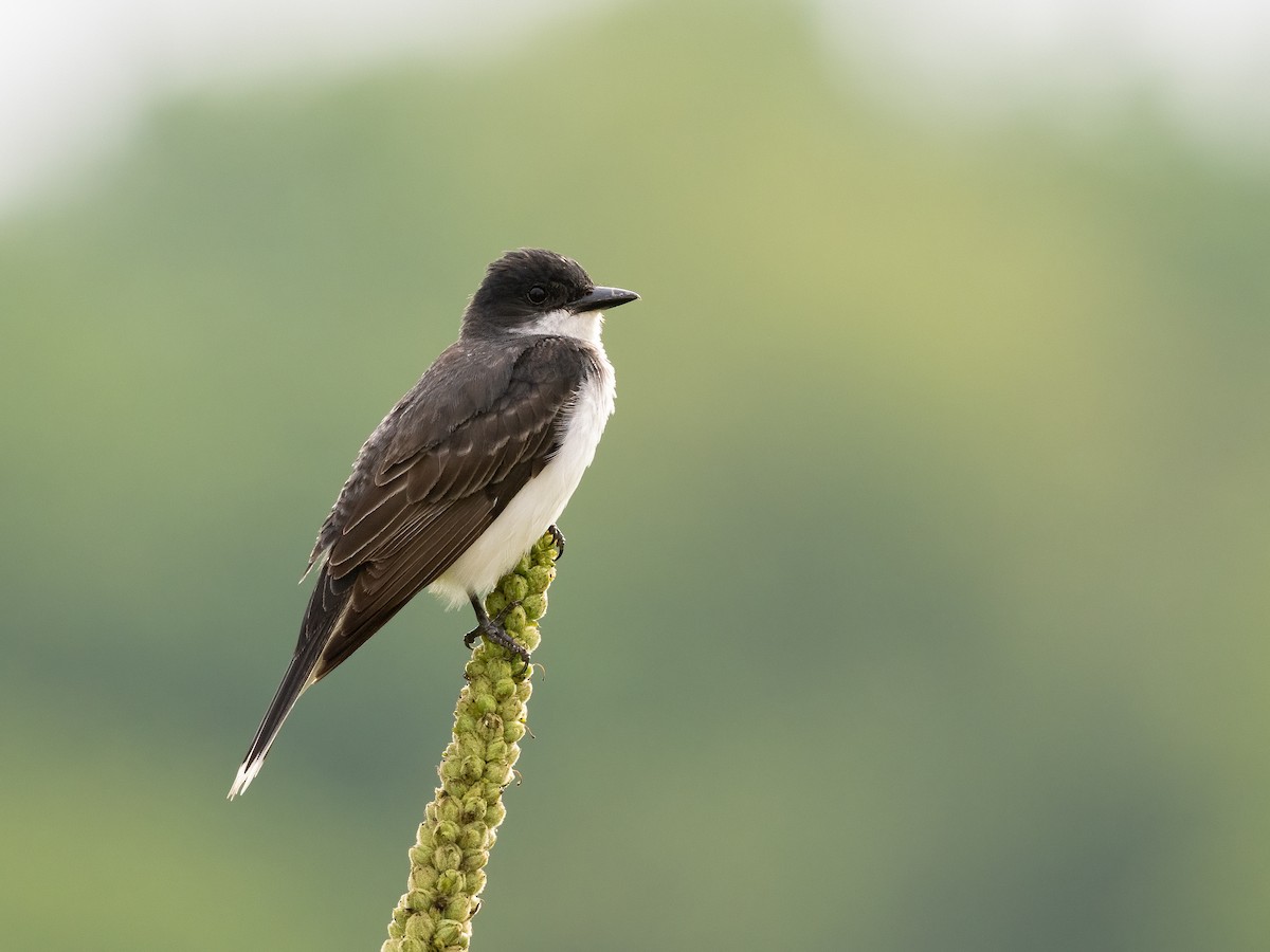 Eastern Kingbird - ML622180435