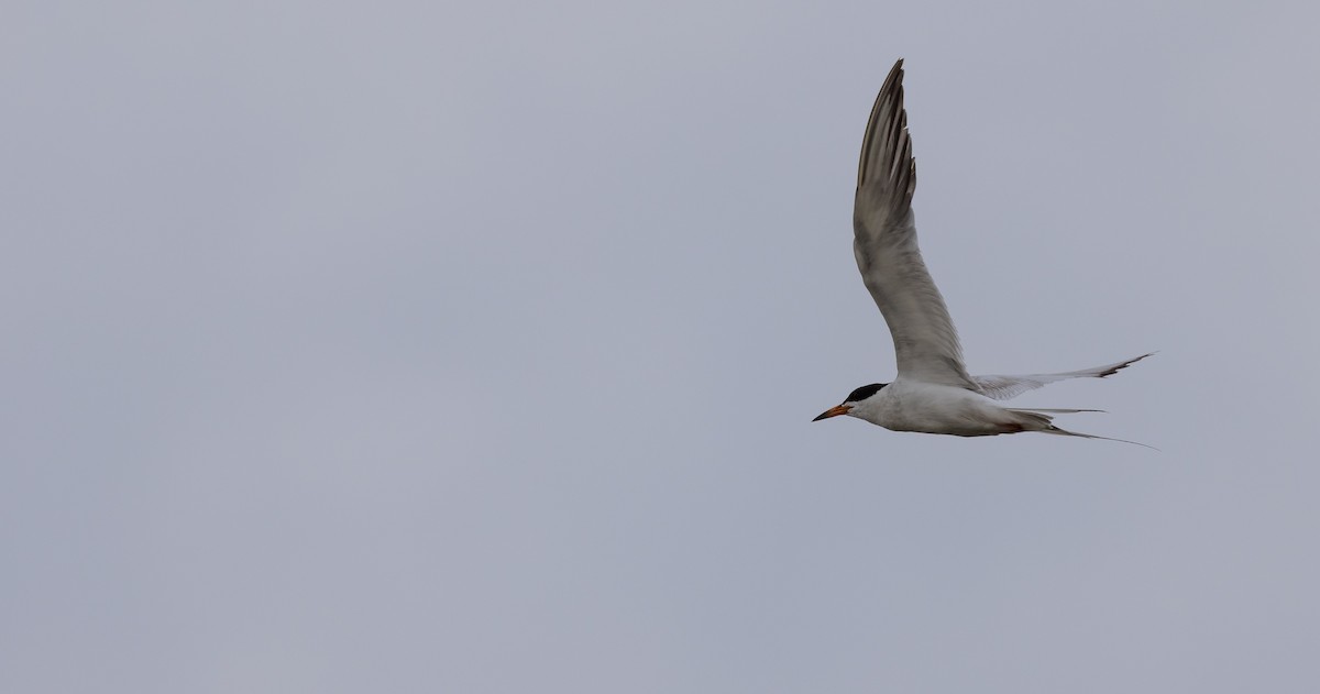 Forster's Tern - ML622180436