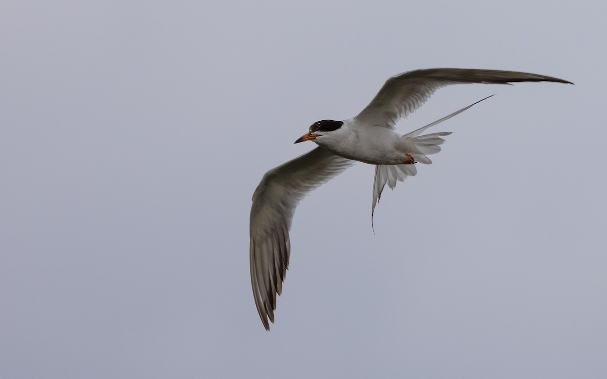 Forster's Tern - ML622180437