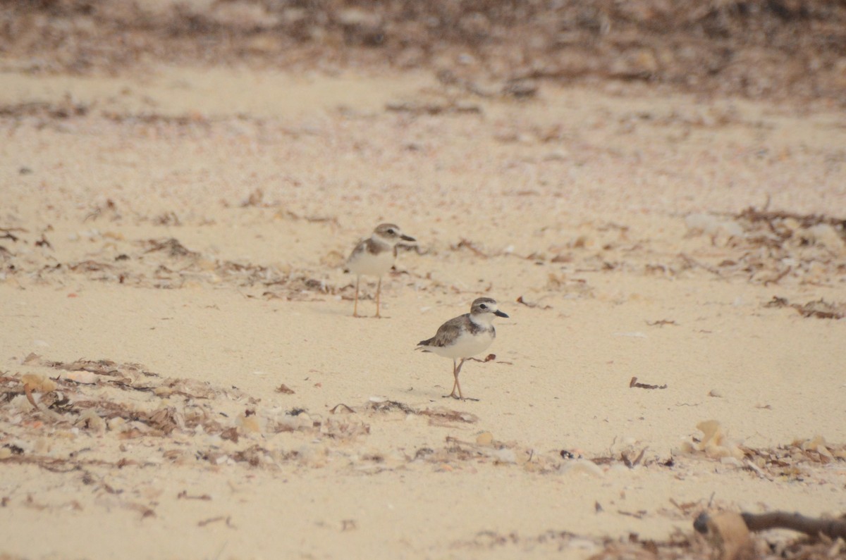 Wilson's Plover - ML622180438