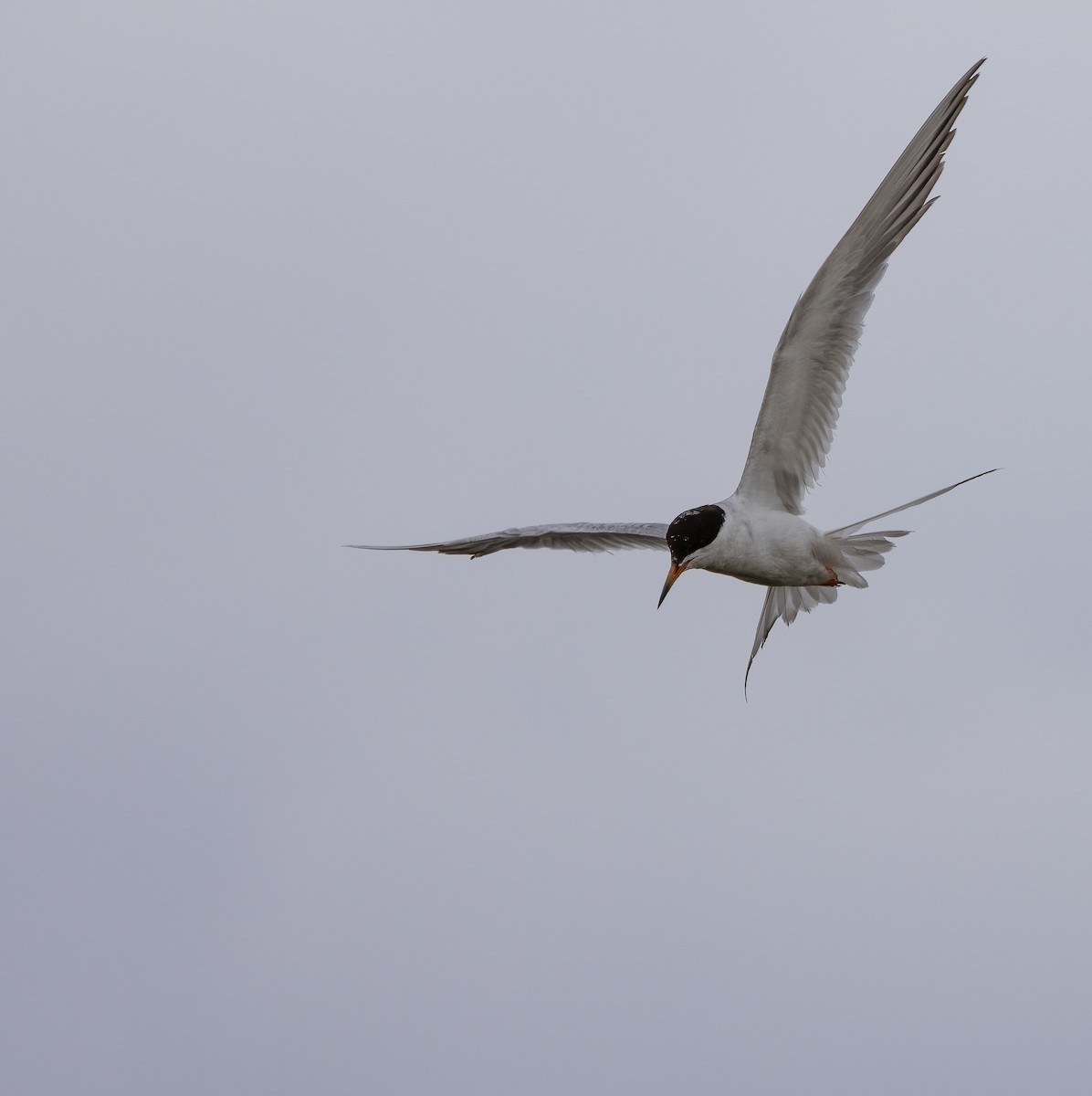 Forster's Tern - ML622180439