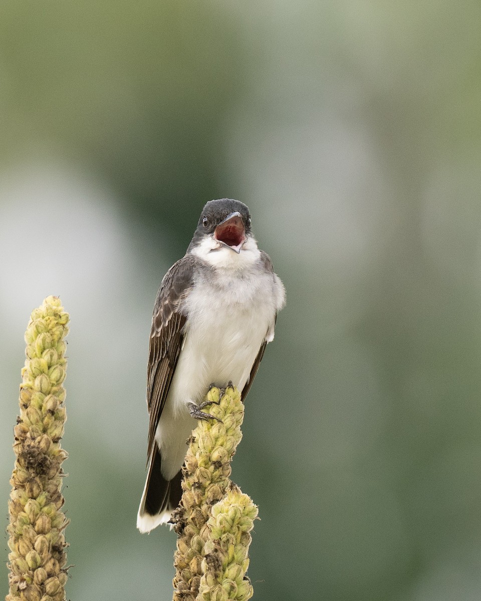 Eastern Kingbird - ML622180443