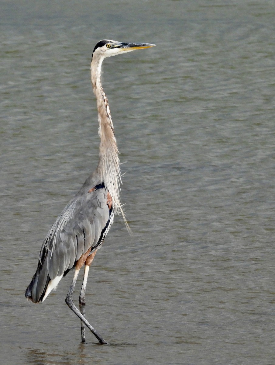 Great Blue Heron - ML622180444