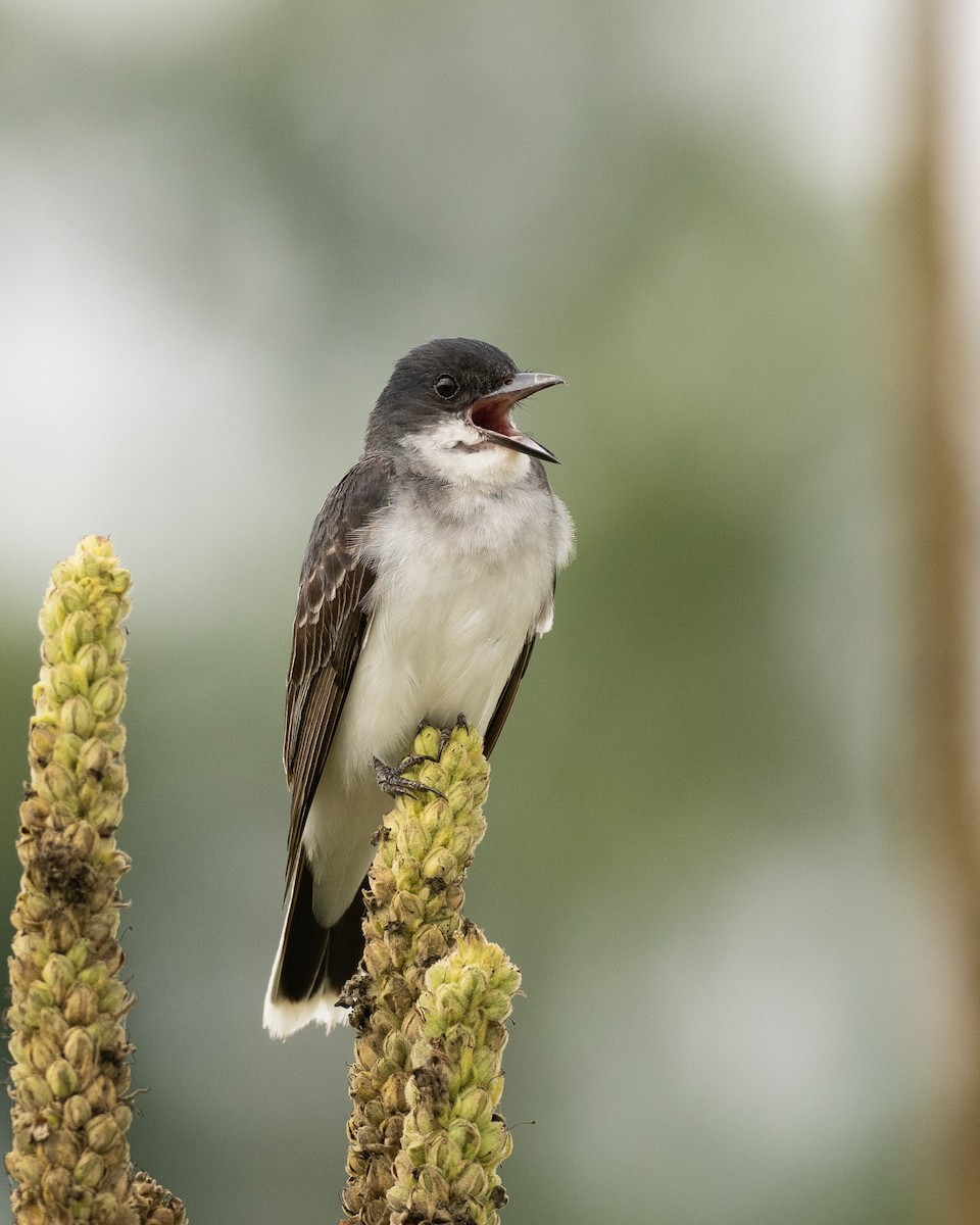 Eastern Kingbird - ML622180445