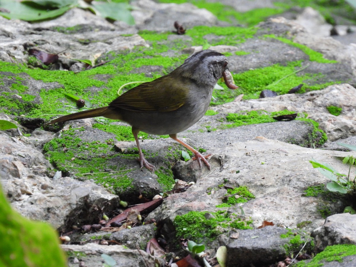 Green-backed Sparrow - ML622180448