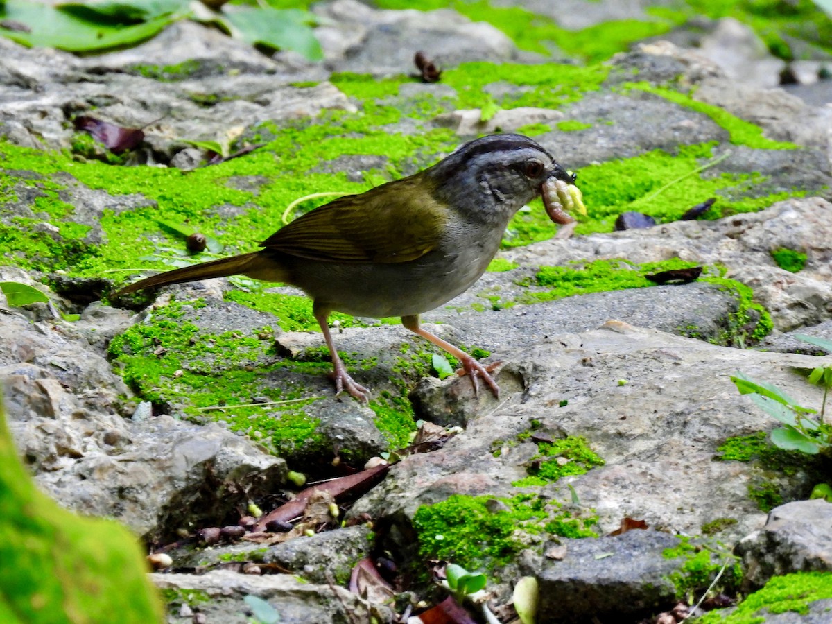 Green-backed Sparrow - ML622180449
