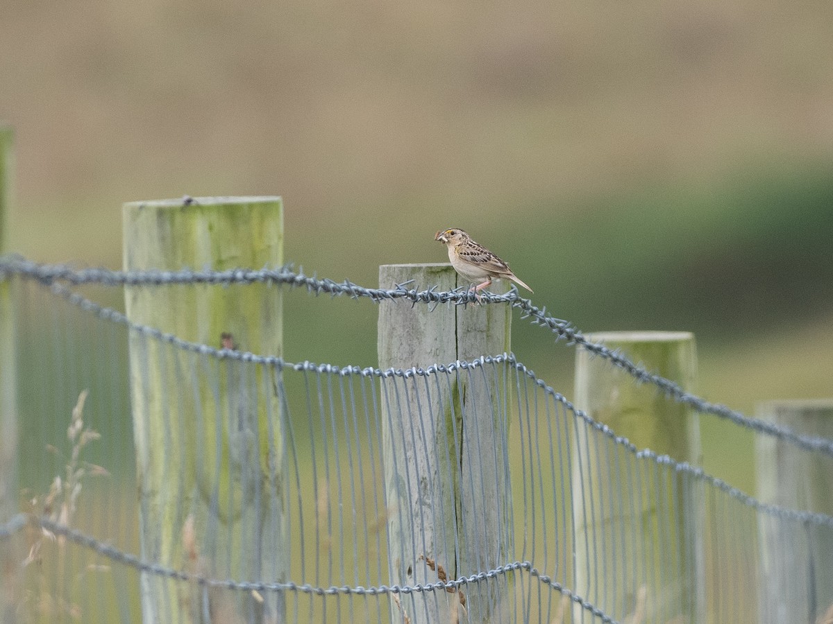 Grasshopper Sparrow - ML622180451