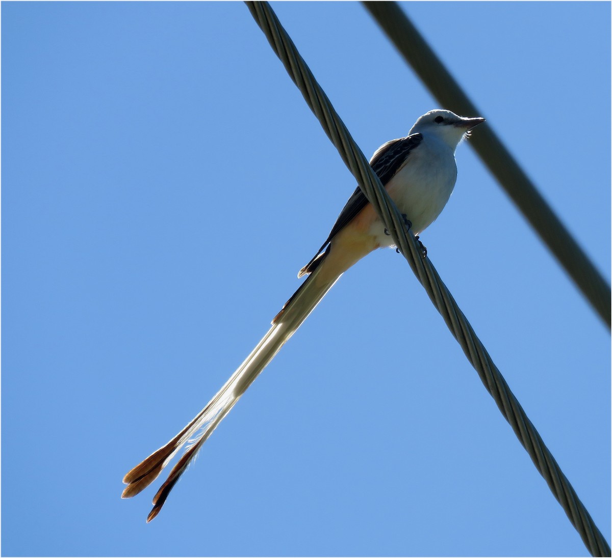 Scissor-tailed Flycatcher - ML622180453