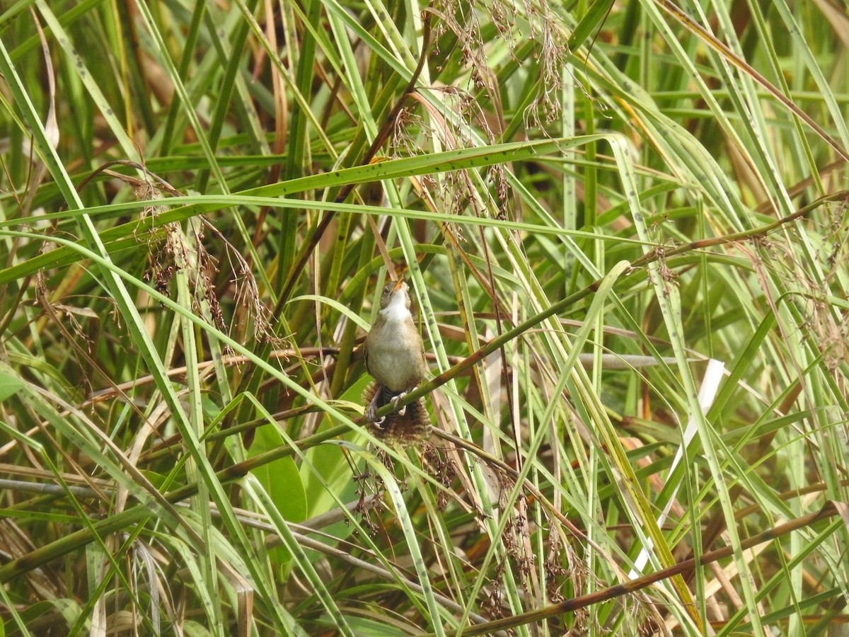 Zapata Wren - ML622180499