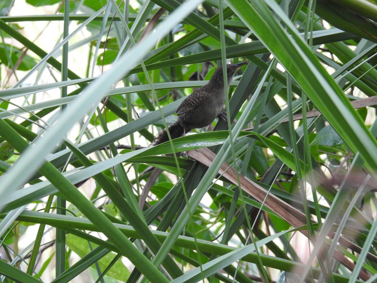 Zapata Wren - ML622180500