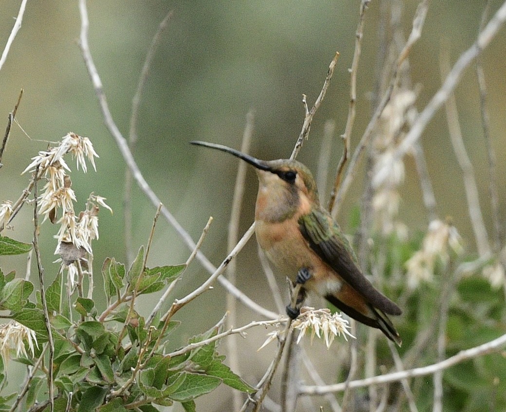 Colibri lucifer - ML622180648