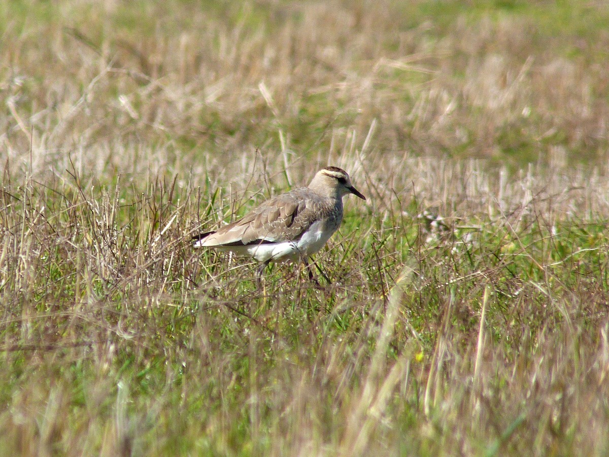 Sociable Lapwing - ML622180691