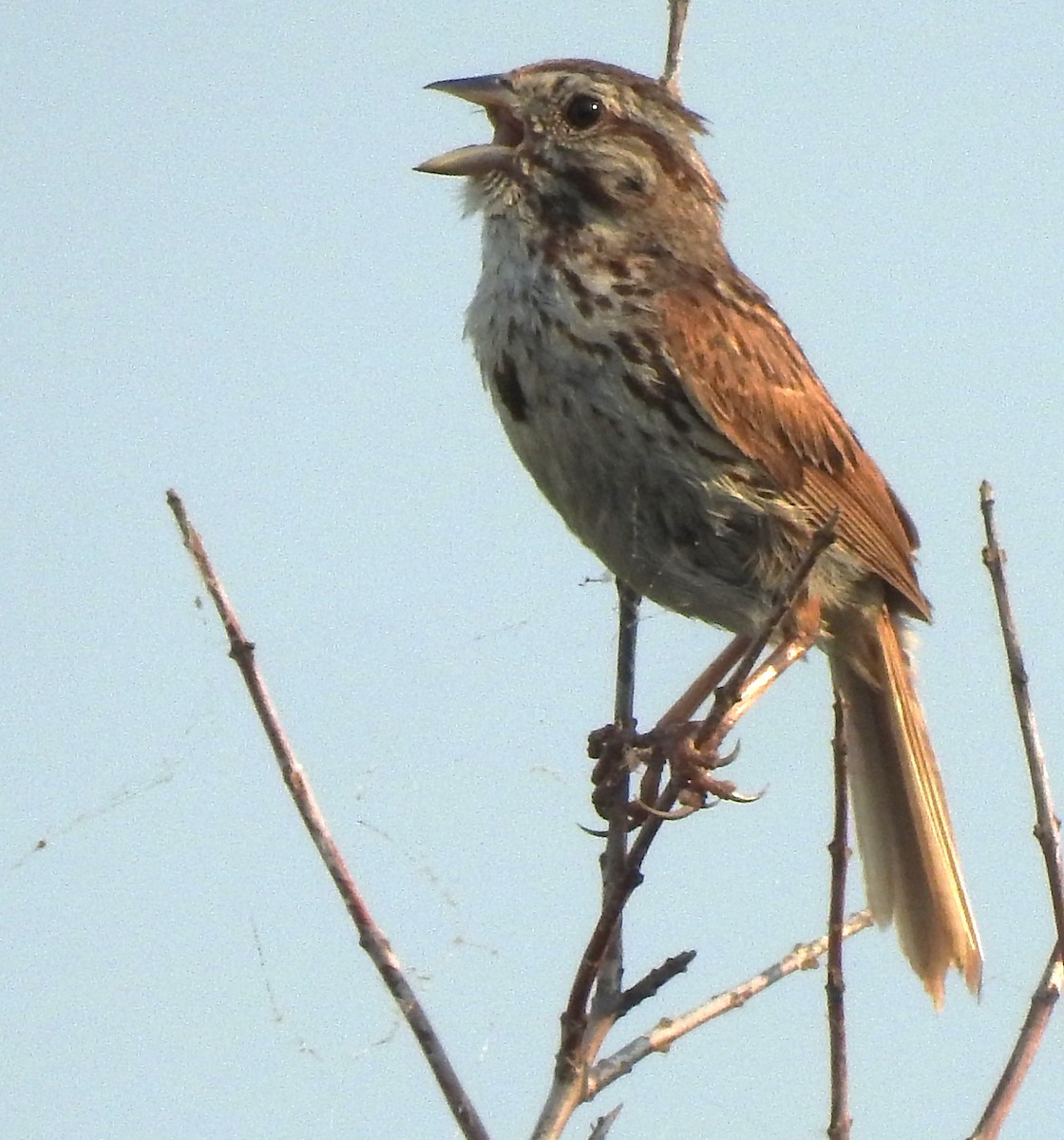 Song Sparrow - Dale Heinert