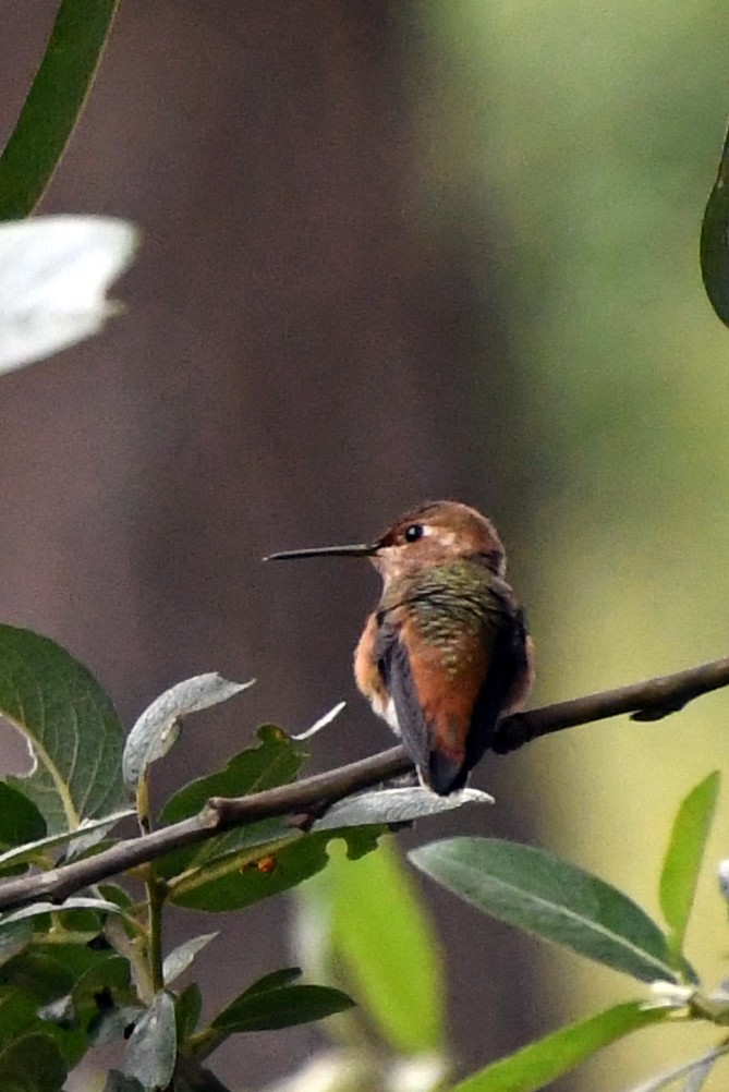 Rufous/Allen's Hummingbird - ML622180721