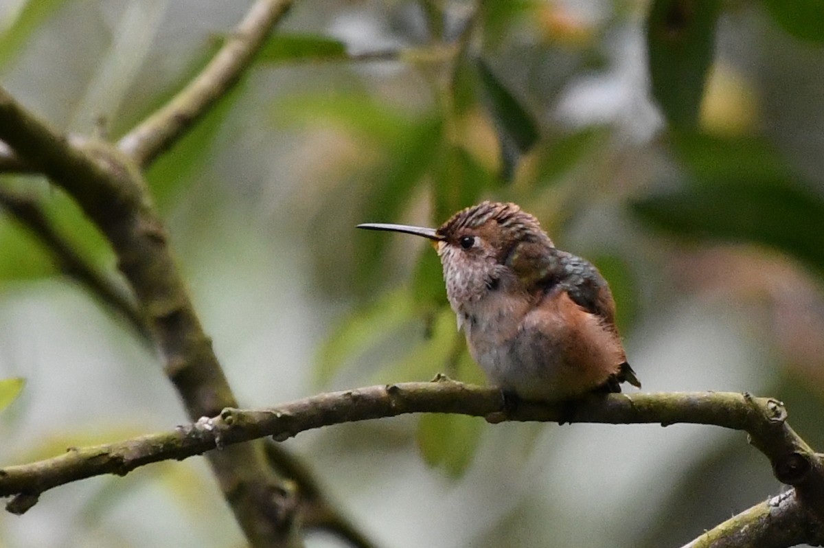 Rufous/Allen's Hummingbird - ML622180722