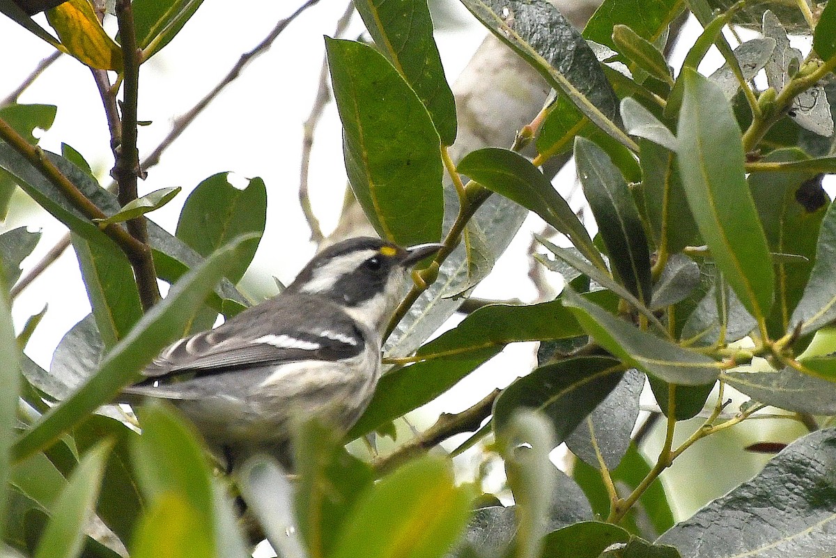 Black-throated Gray Warbler - ML622180794