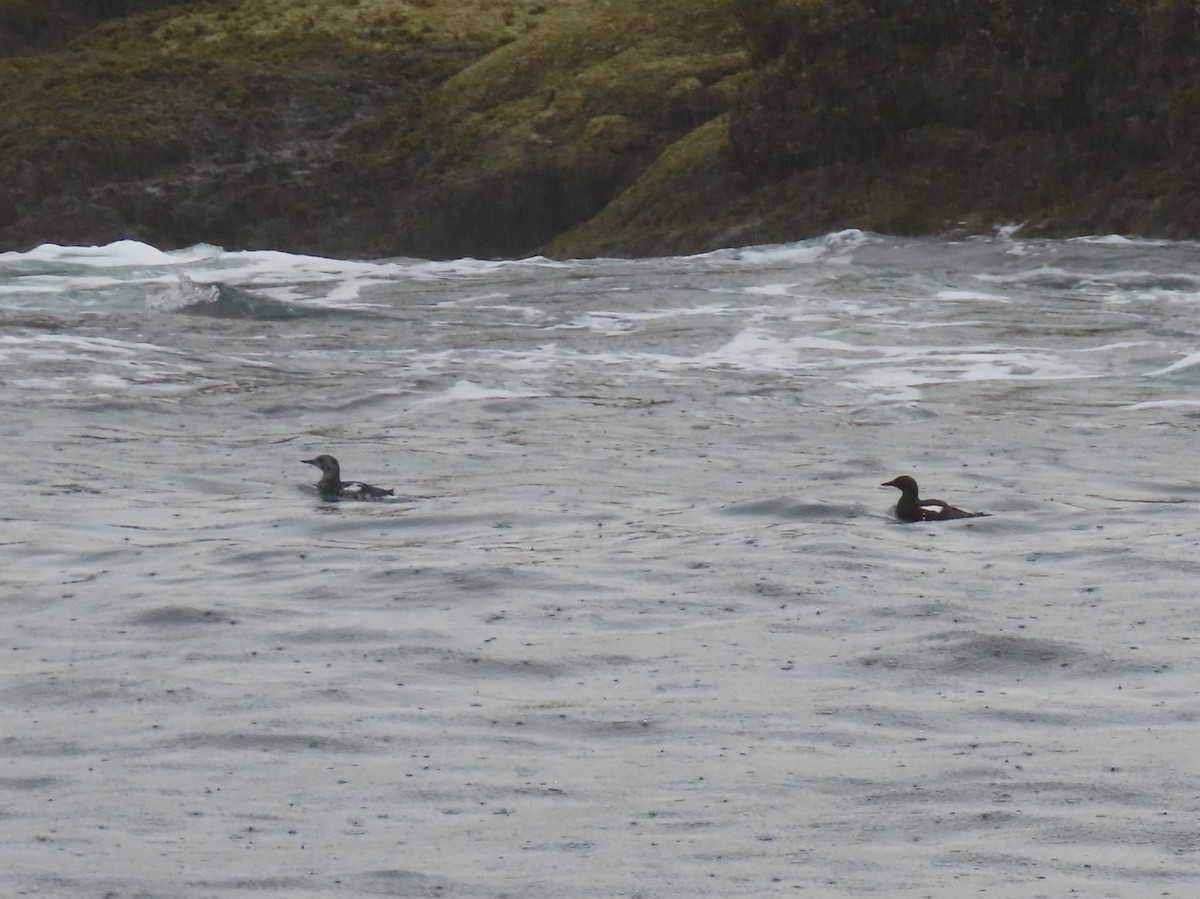 Black Guillemot - ML622180871