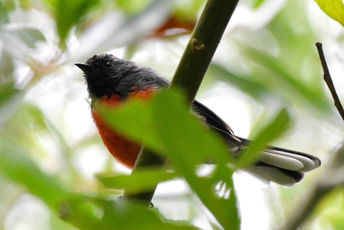 Slate-throated Redstart - ML622180909