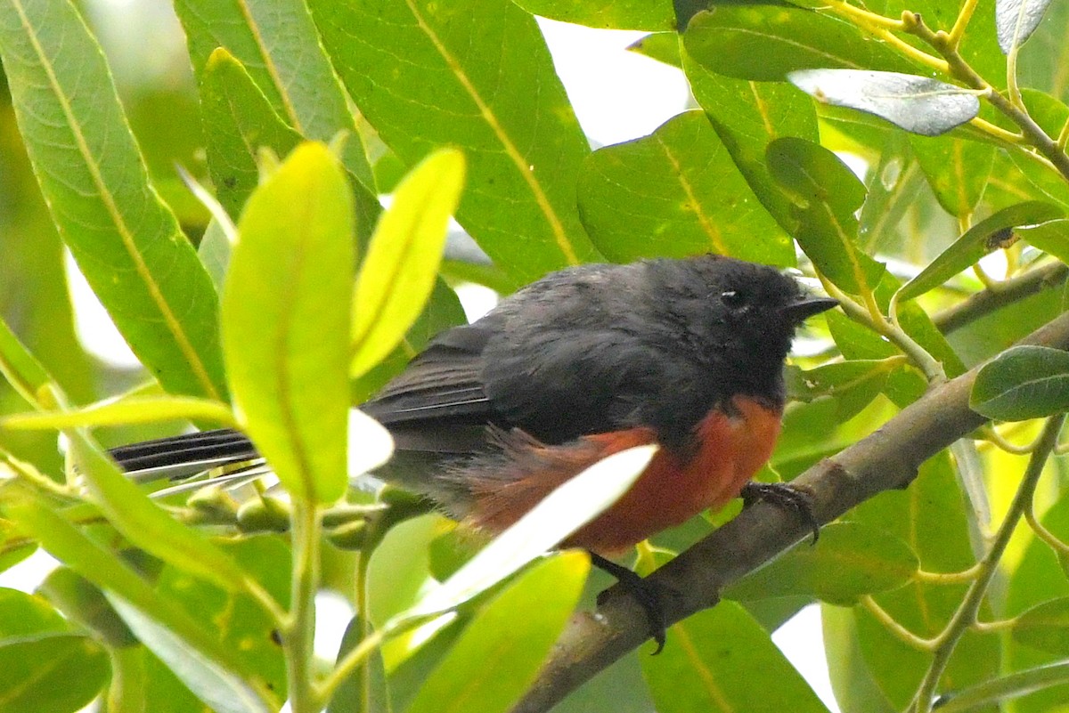 Slate-throated Redstart - ML622180910