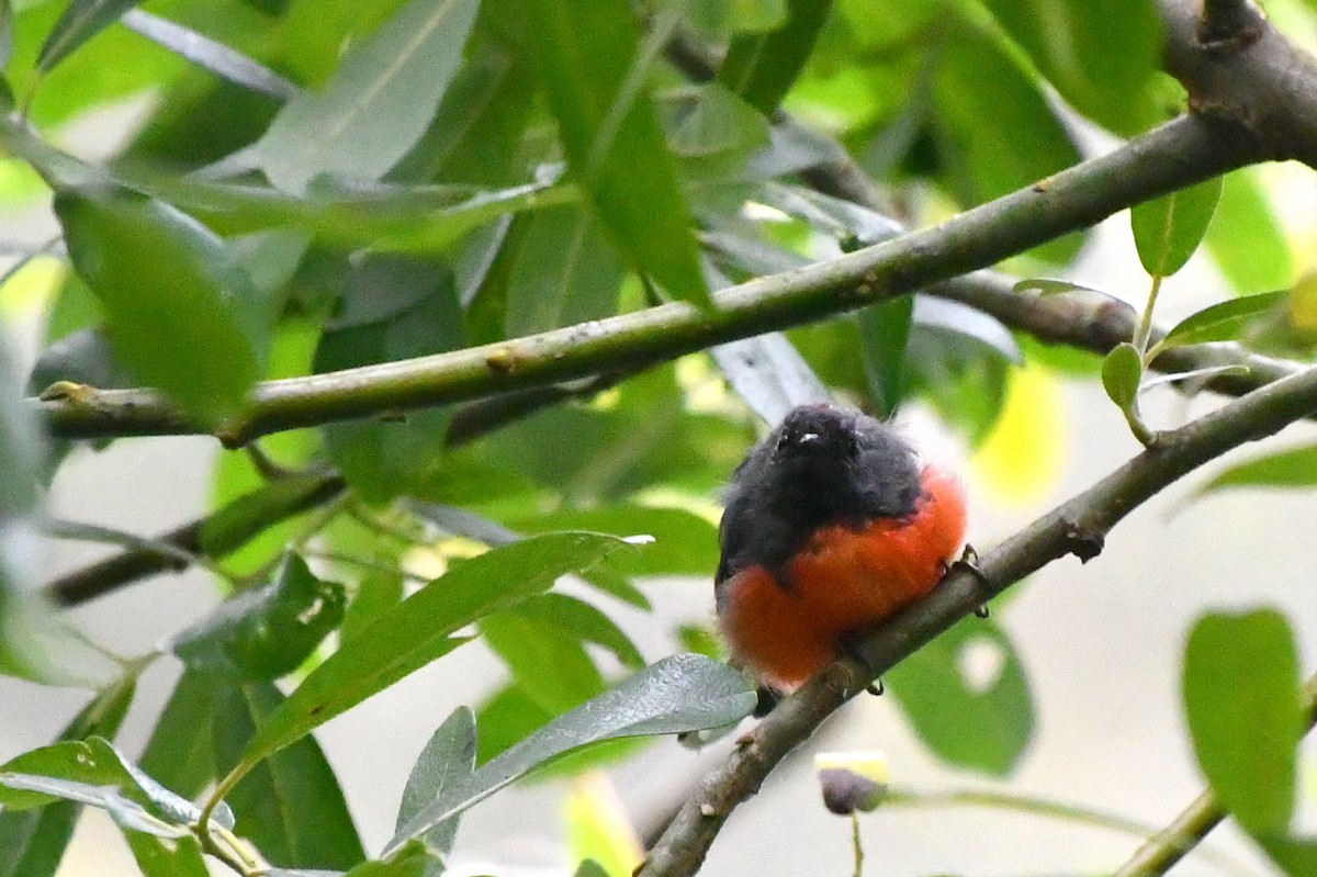 Slate-throated Redstart - ML622180911