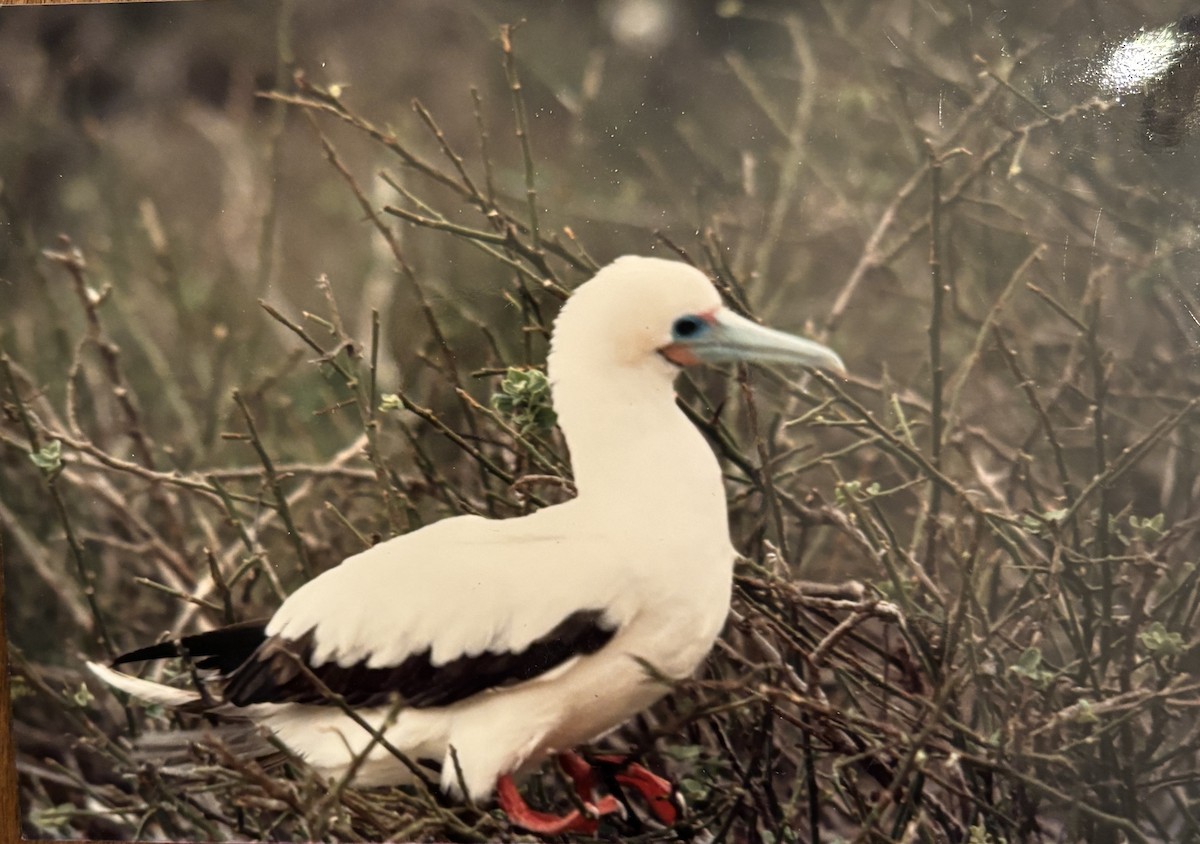 Red-footed Booby - ML622180917