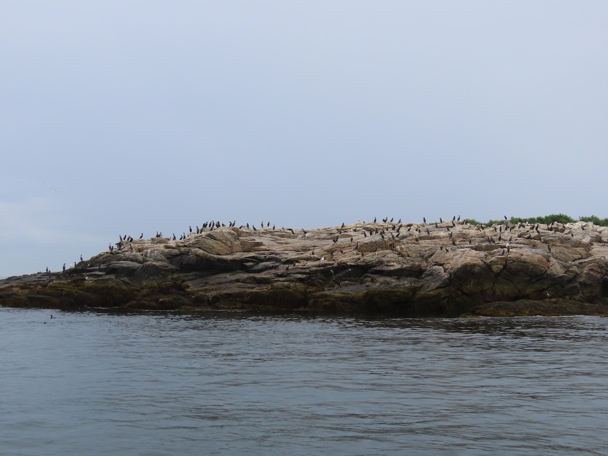 Double-crested Cormorant - Pamela Hunt