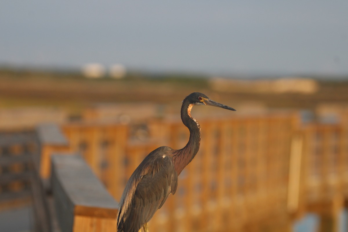 Tricolored Heron - ML622180935