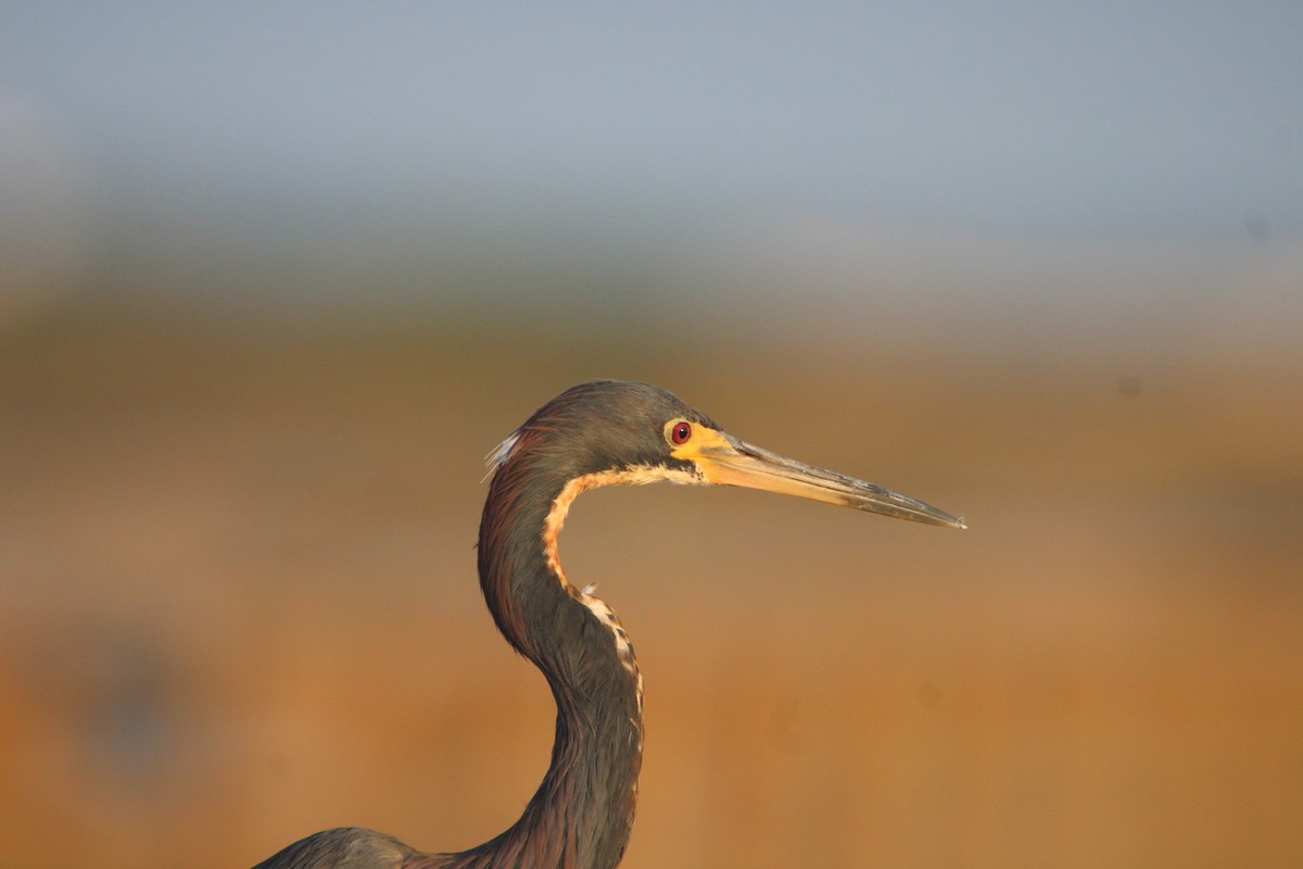 Tricolored Heron - ML622180936