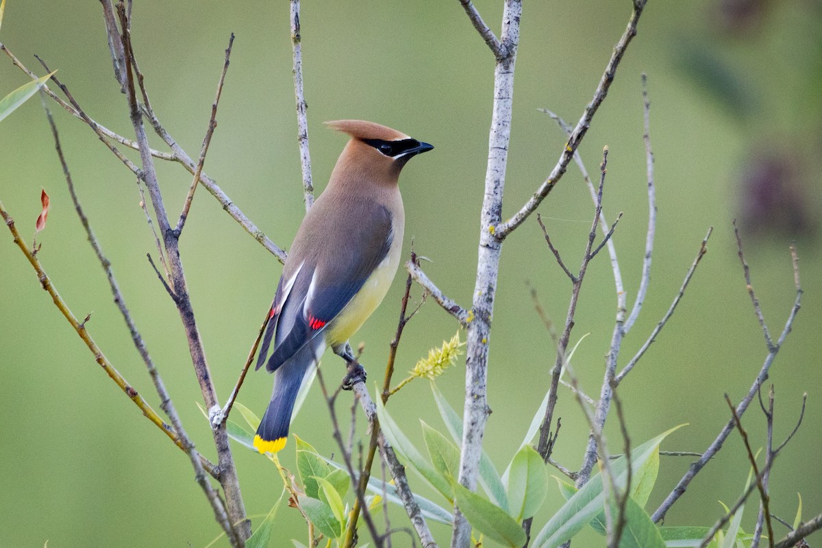 Cedar Waxwing - Gurpreet  Singh