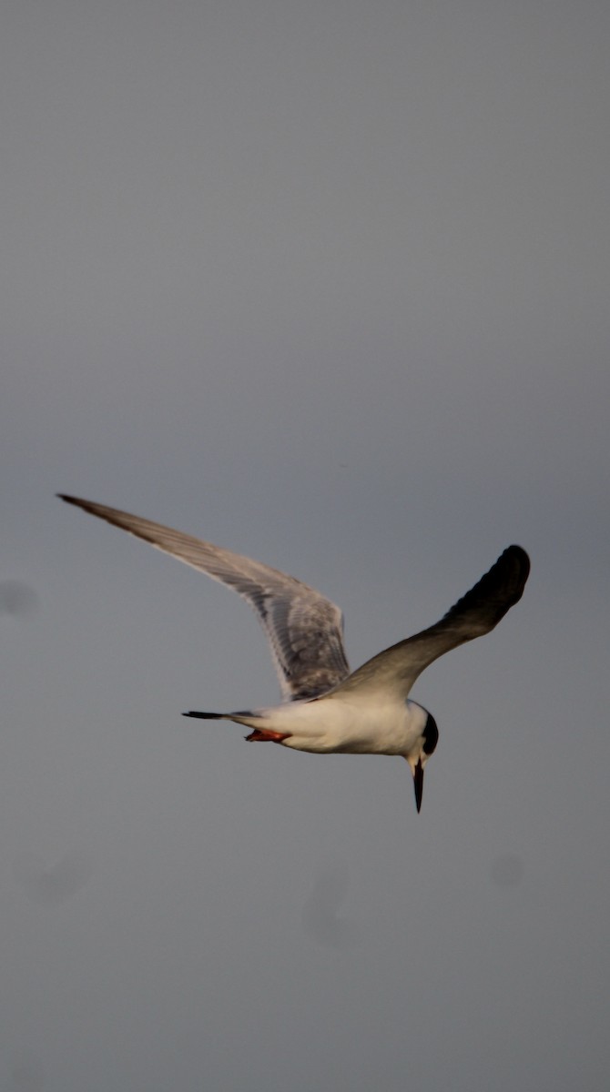 Forster's Tern - Ryan Giordanelli