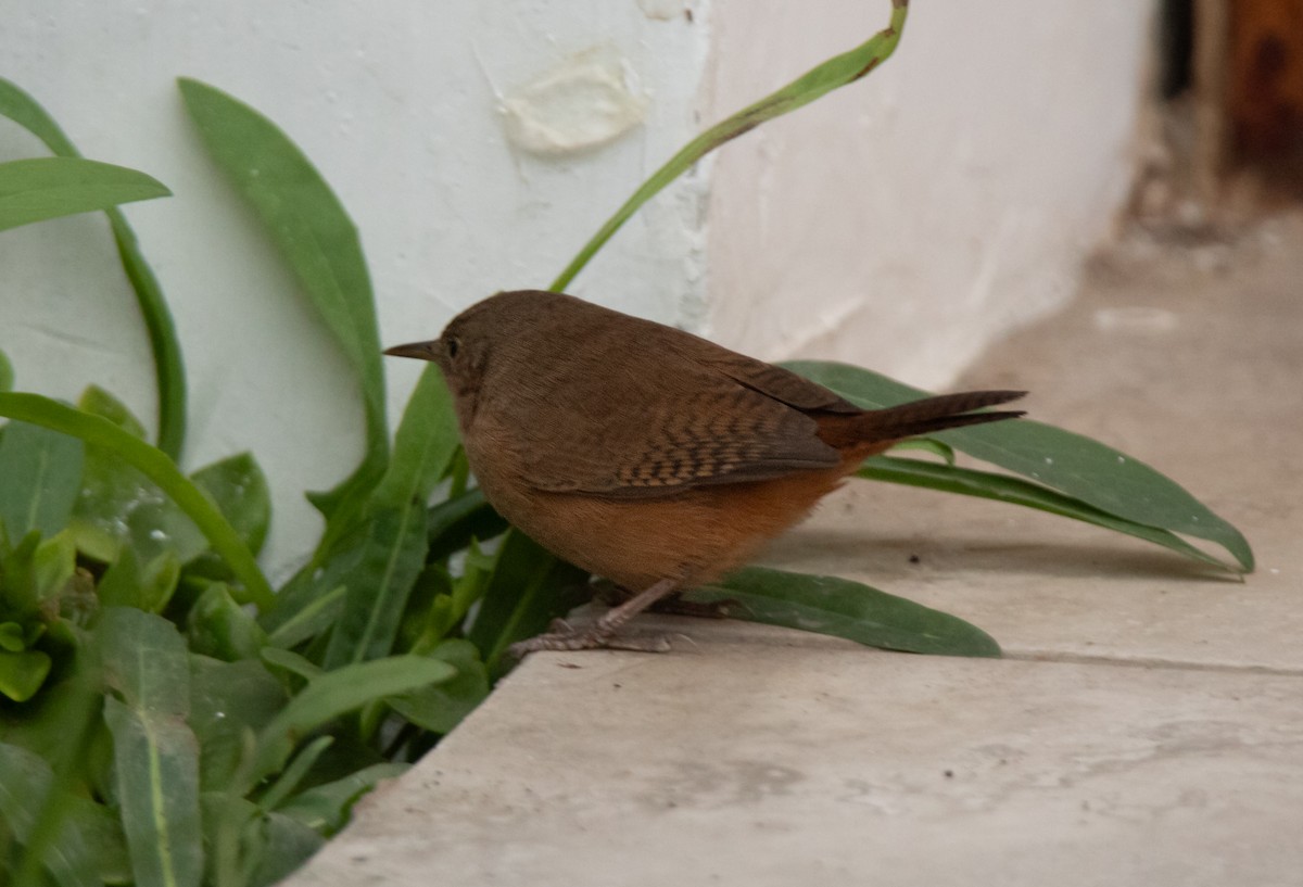 House Wren - ML622181020