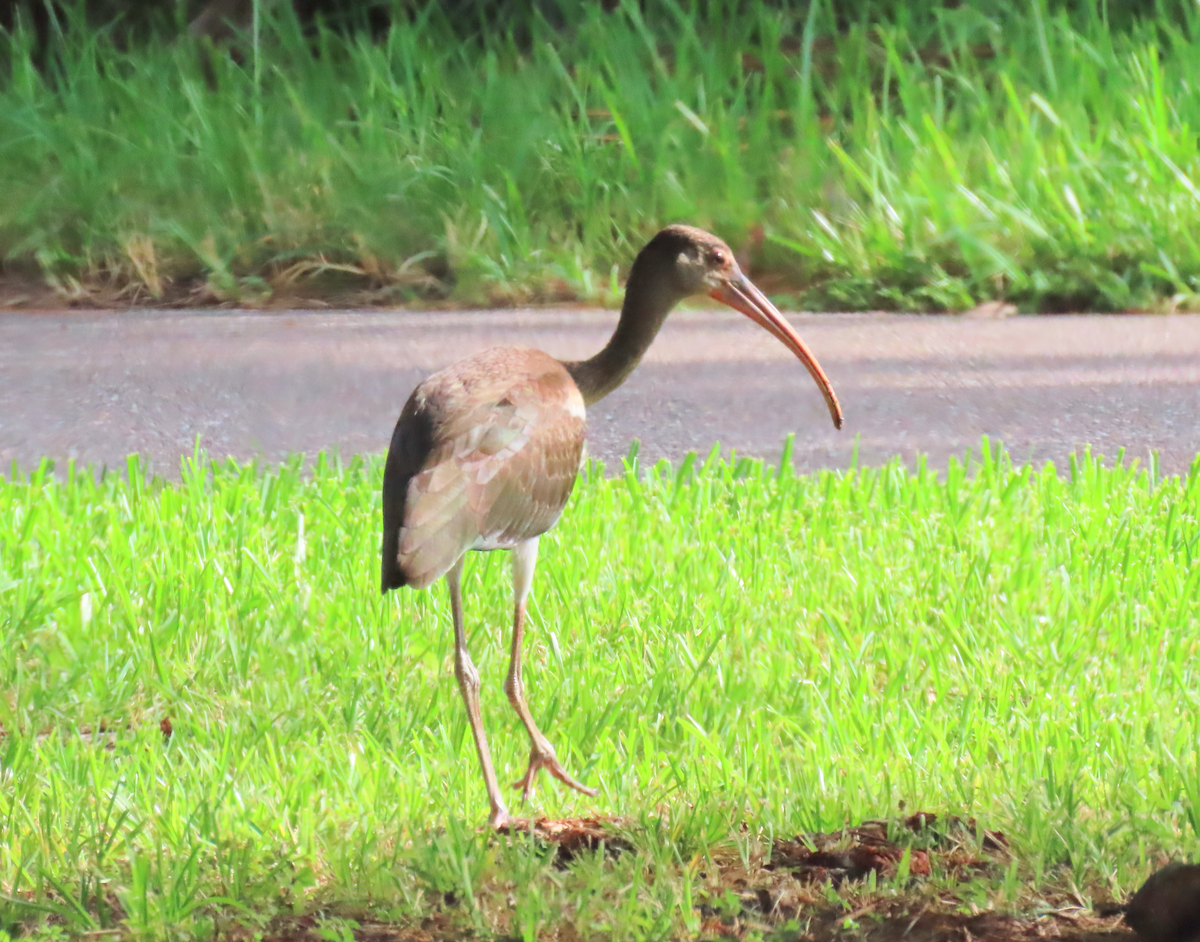 White Ibis - ML622181024