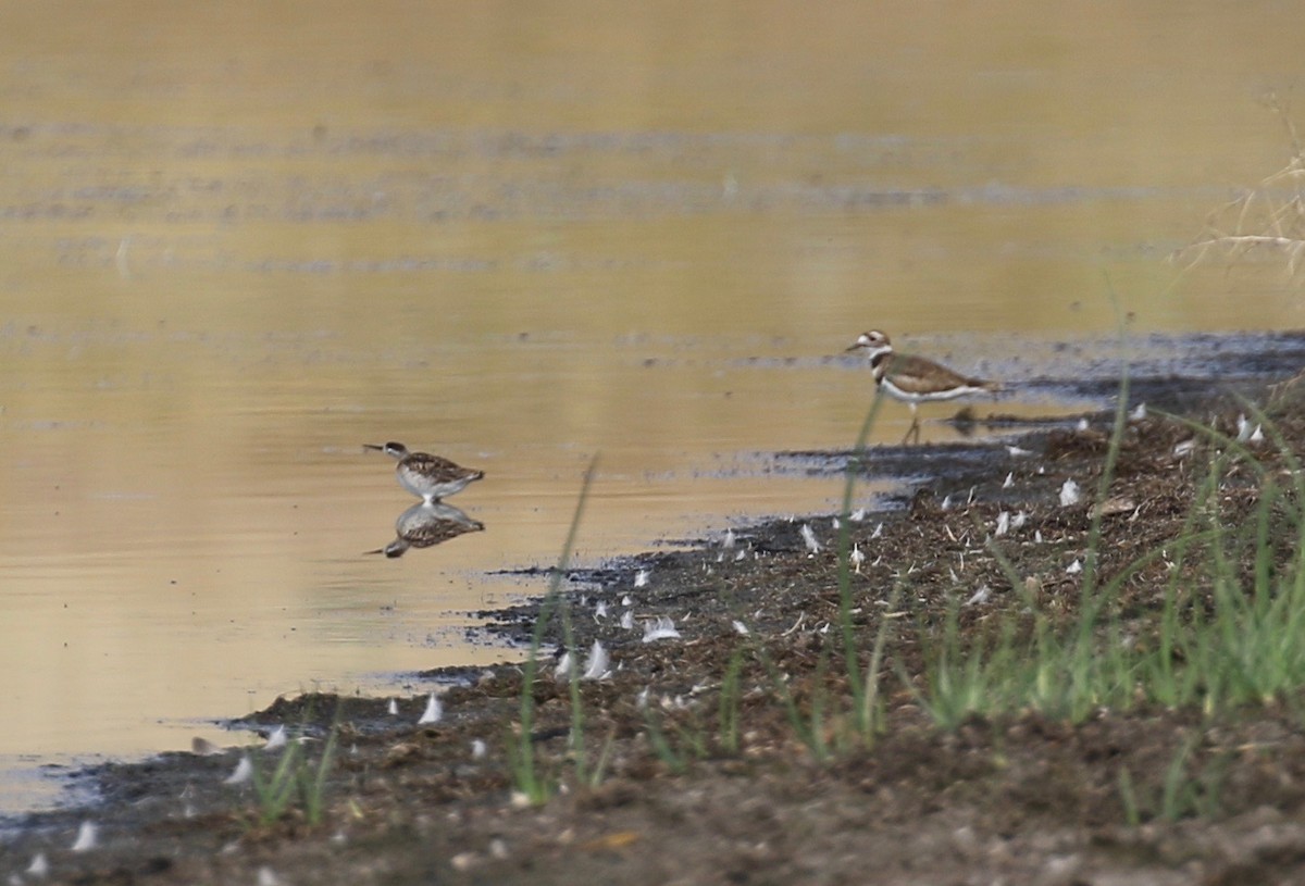 Wilson's Phalarope - Dan Waggoner